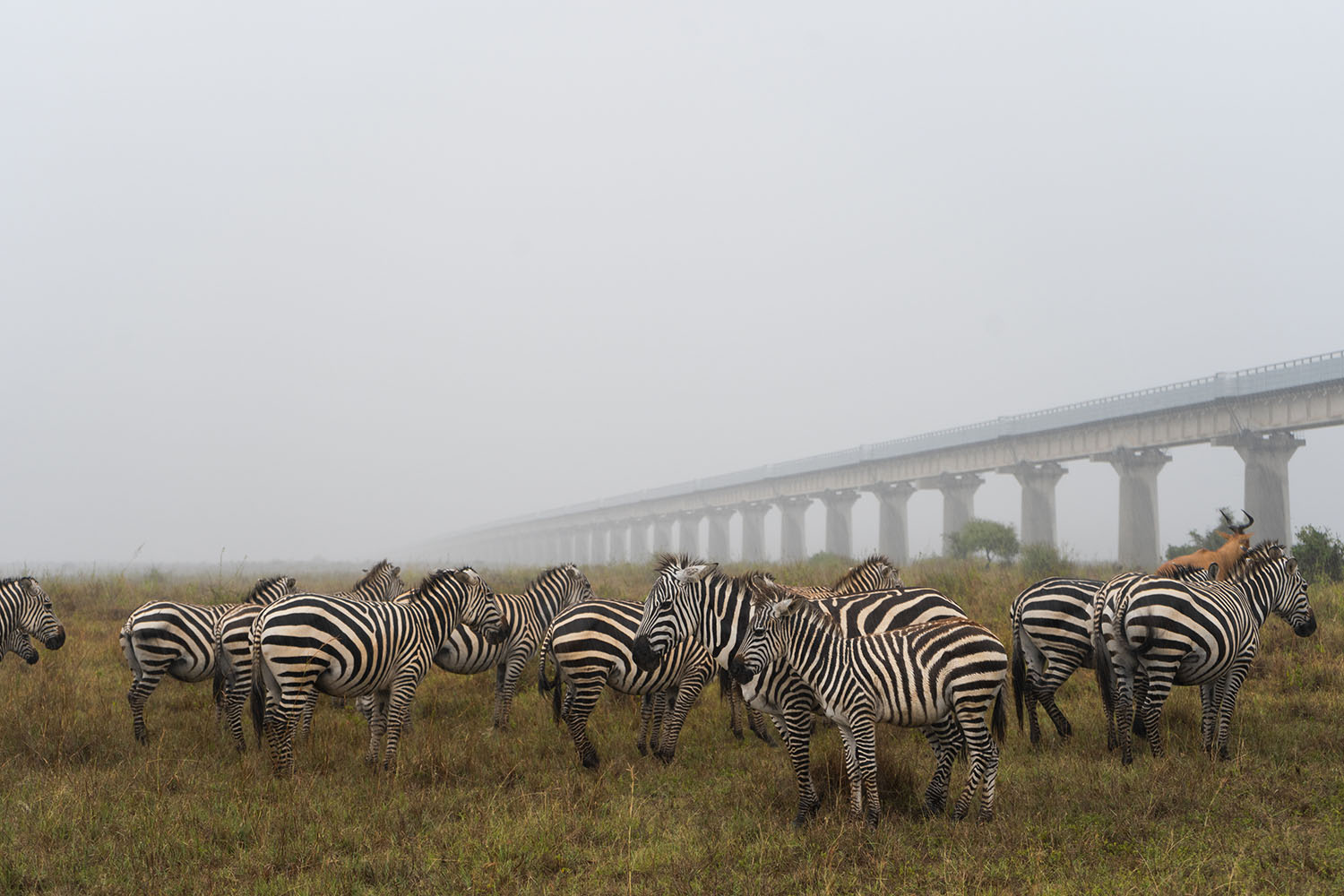 Natural boundaries: animals and humans clash in Kenya