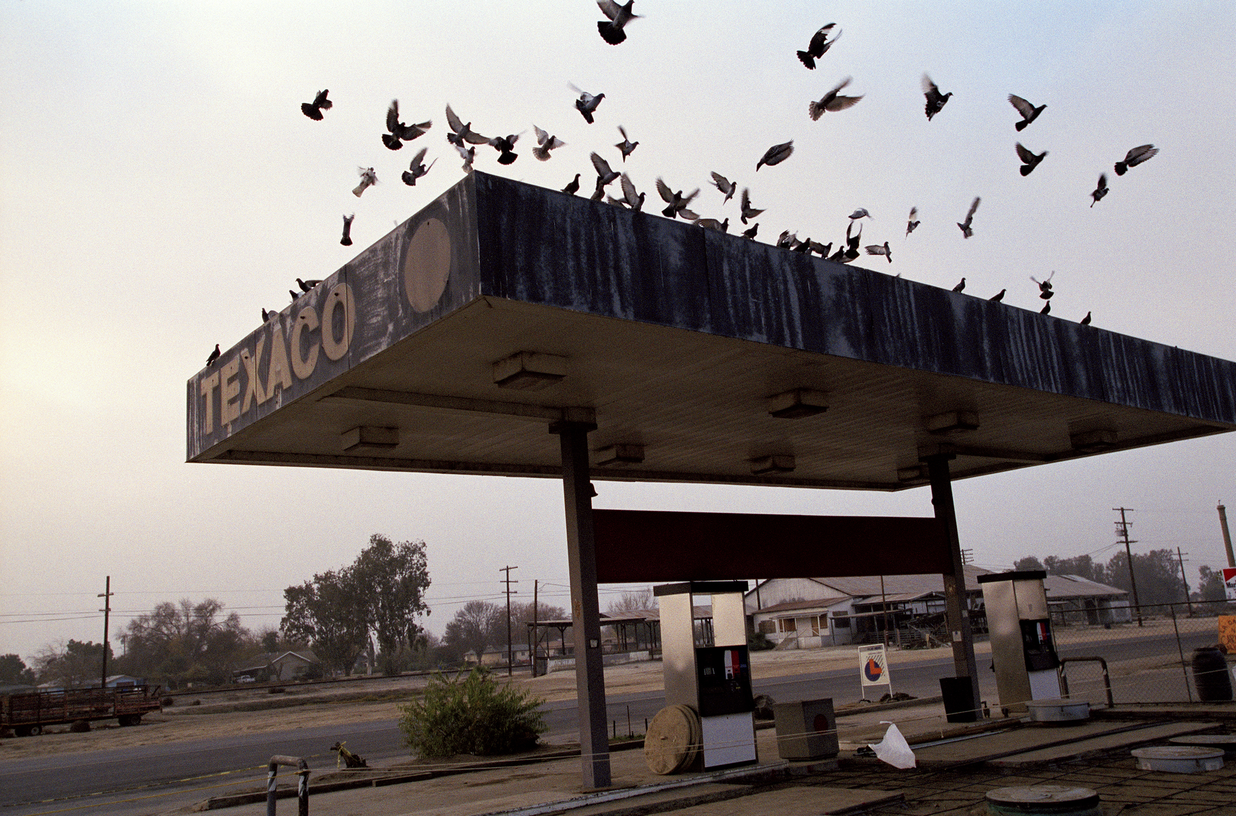 Flocking to a petrol station in Tipton, California.