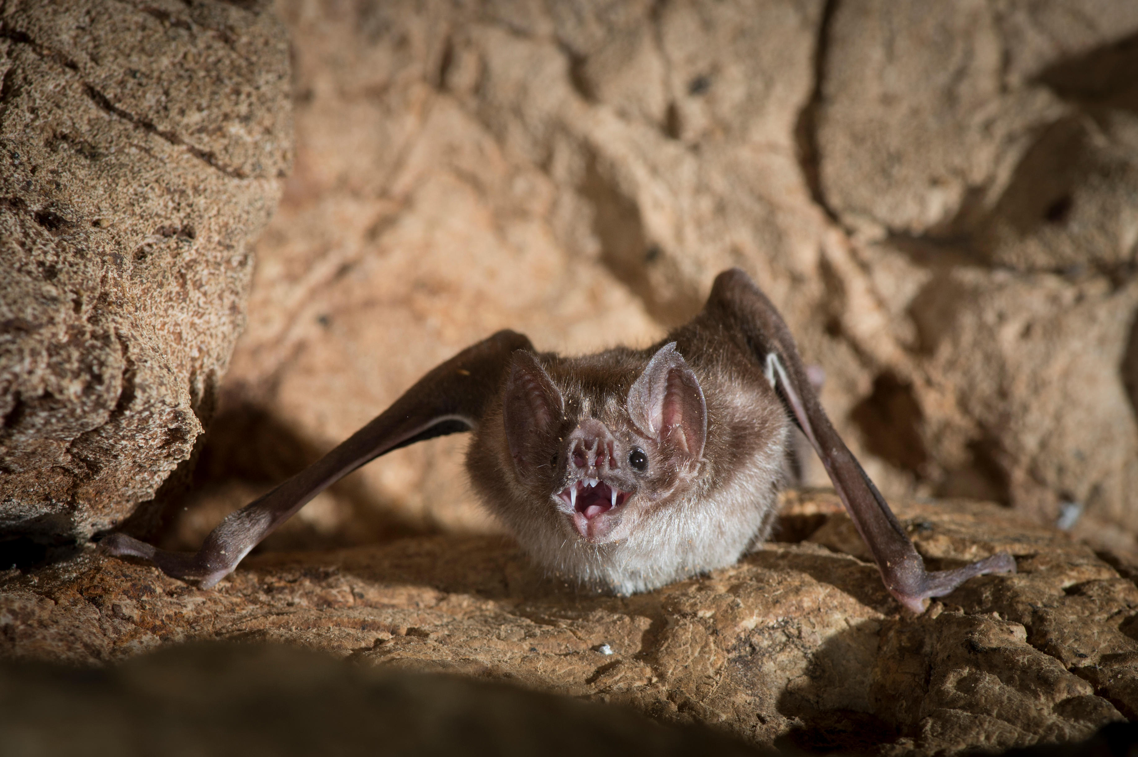Humans? Only in an emergency – my week as a vampire bat