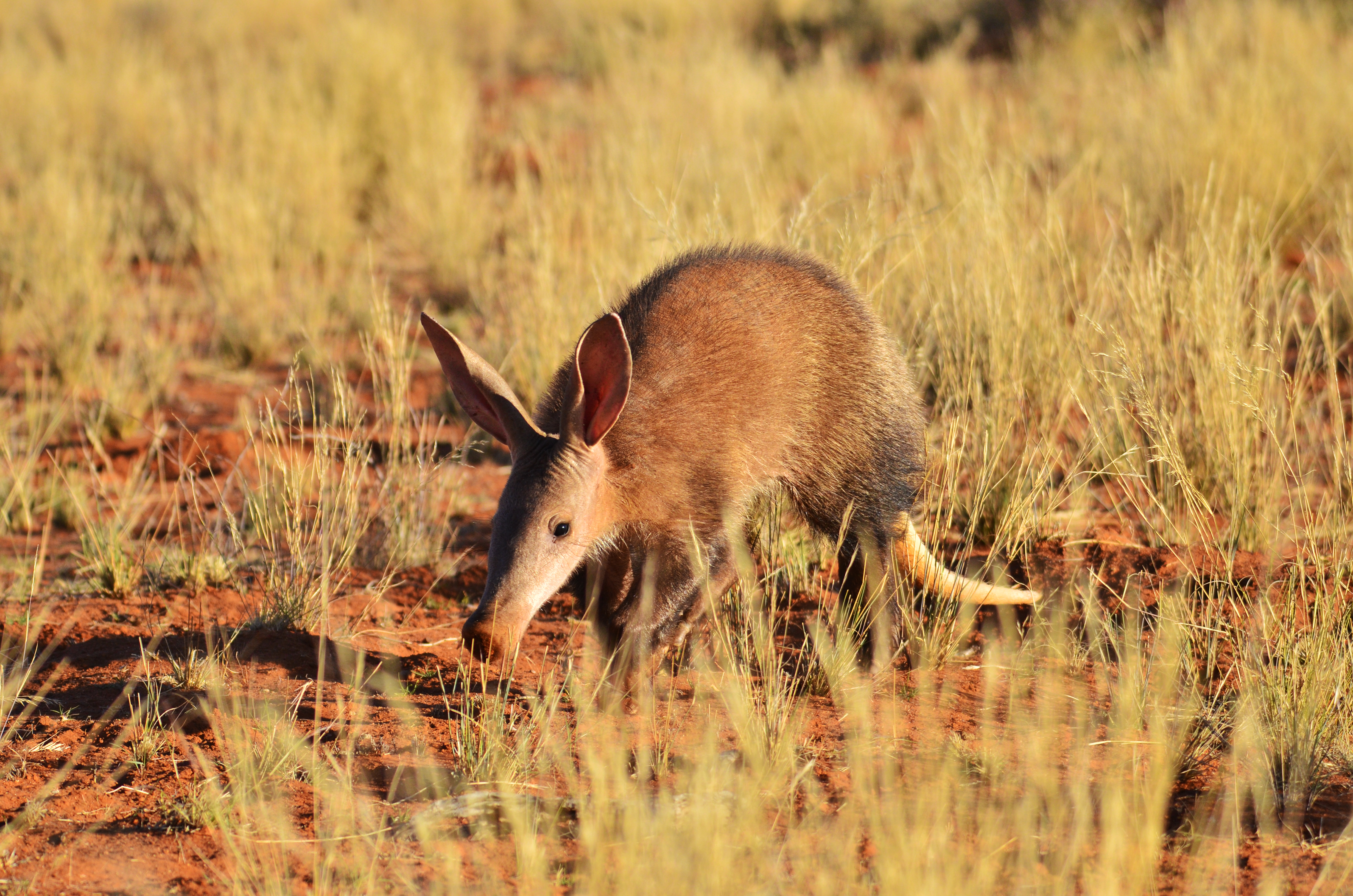 Unique and inimitable – my week as an aardvark