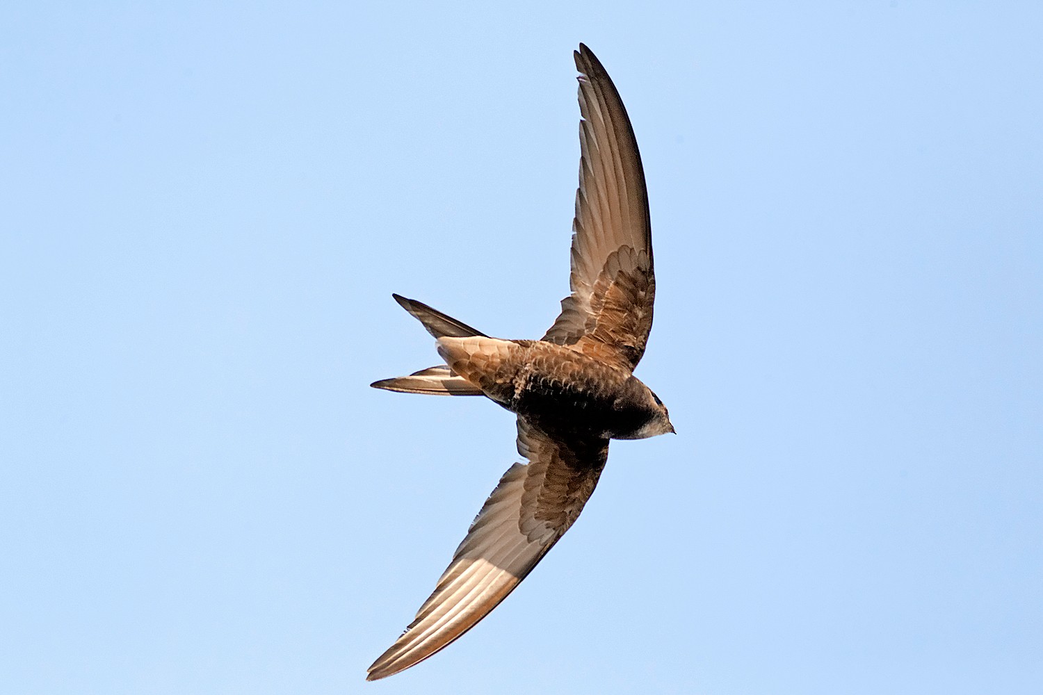 After years of flight, a young bird’s fancy turns to home: my week as a swift