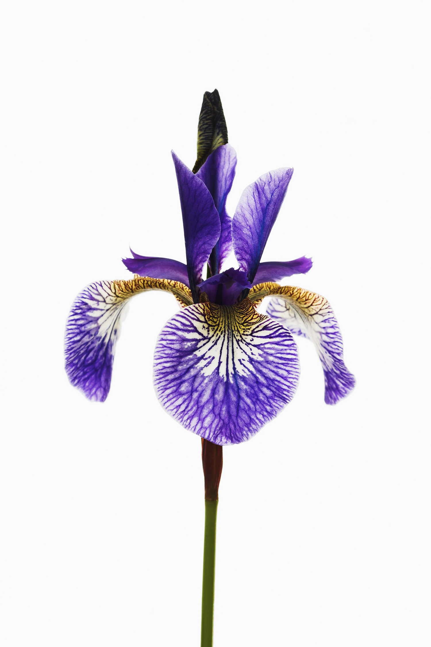 Iris sibirica, whose root can smell like carrot.