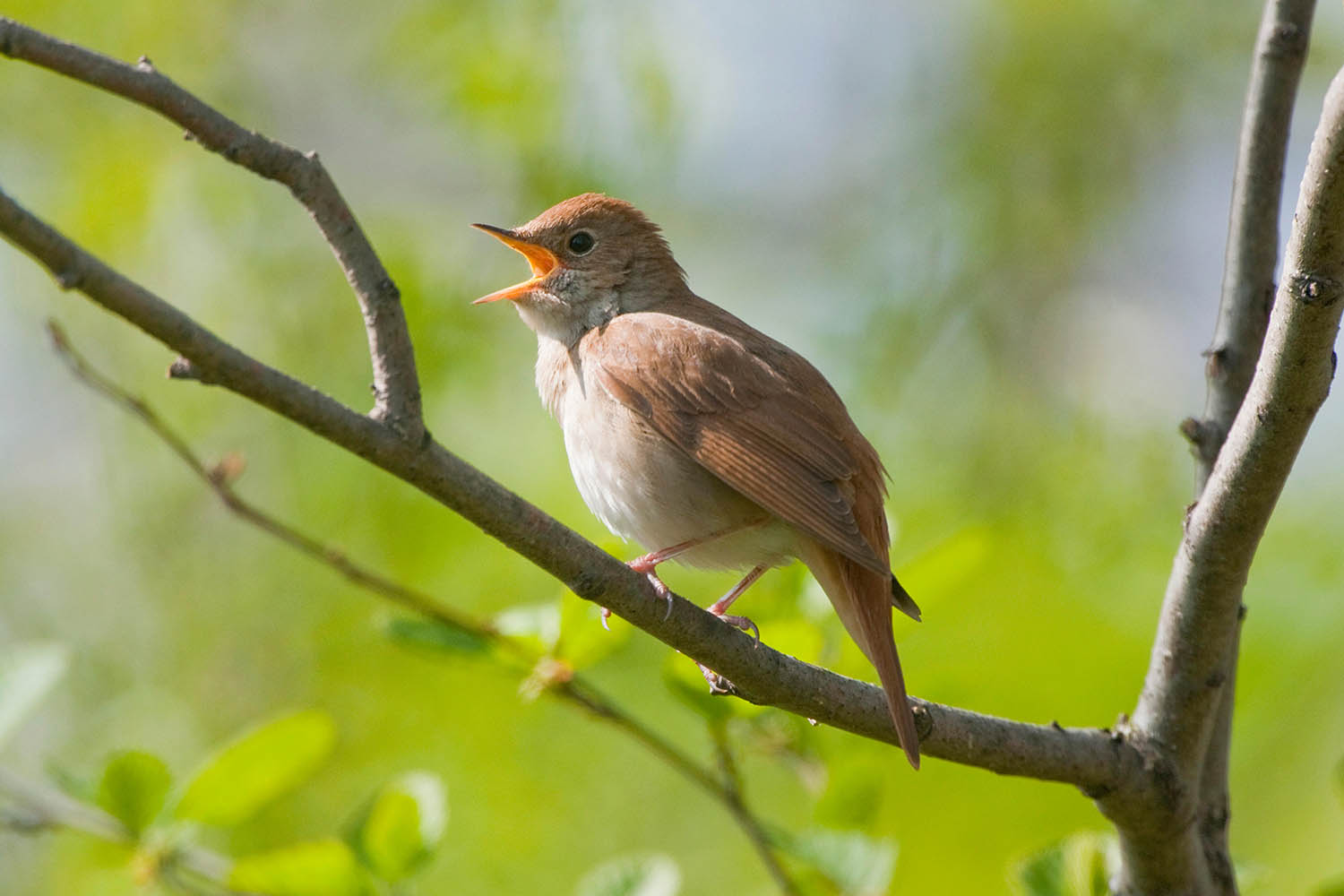 ‘Life as a creative genius is no bed of roses’: my week as a nightingale