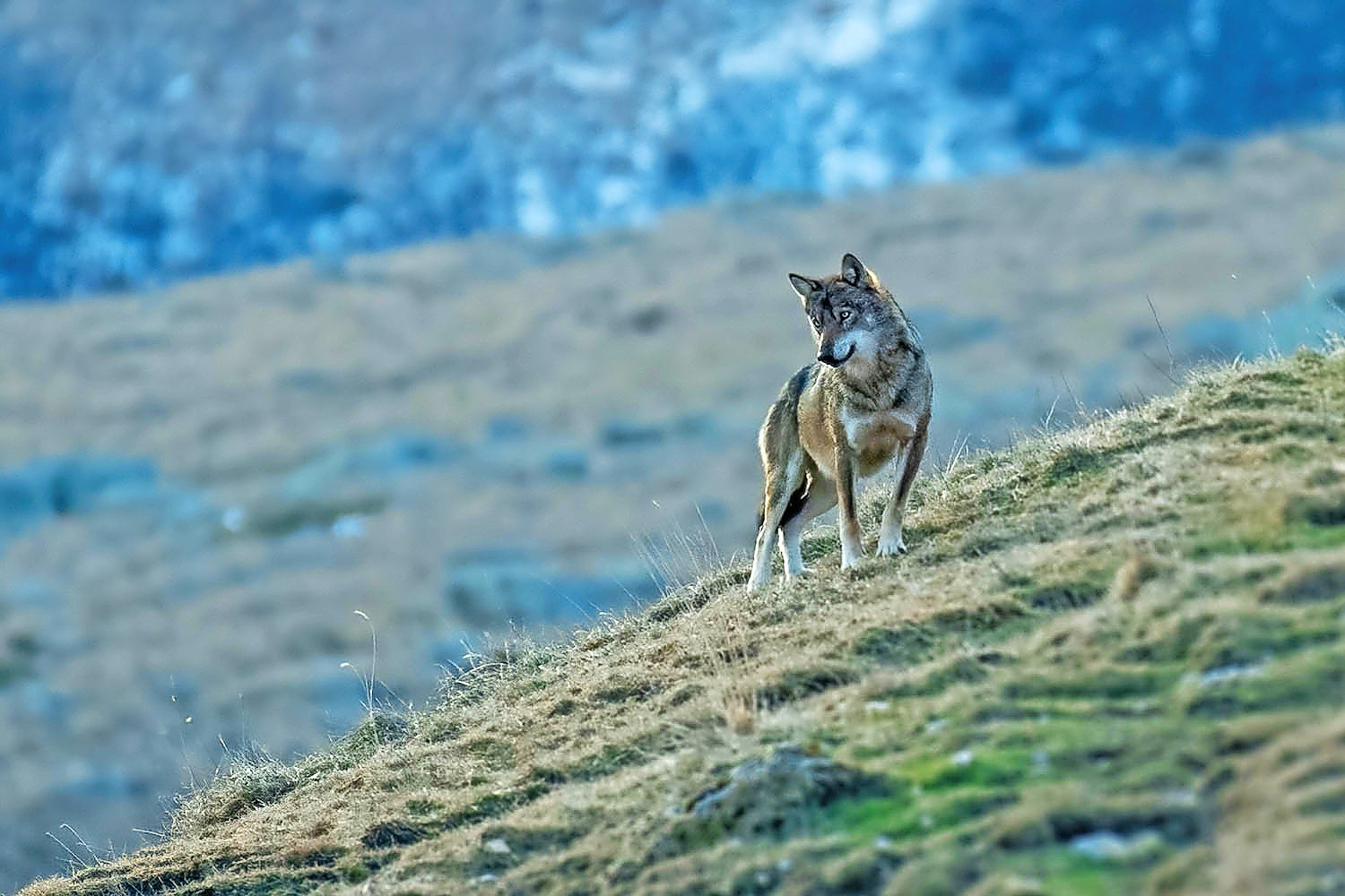 A hike across Europe, guided by wolves
