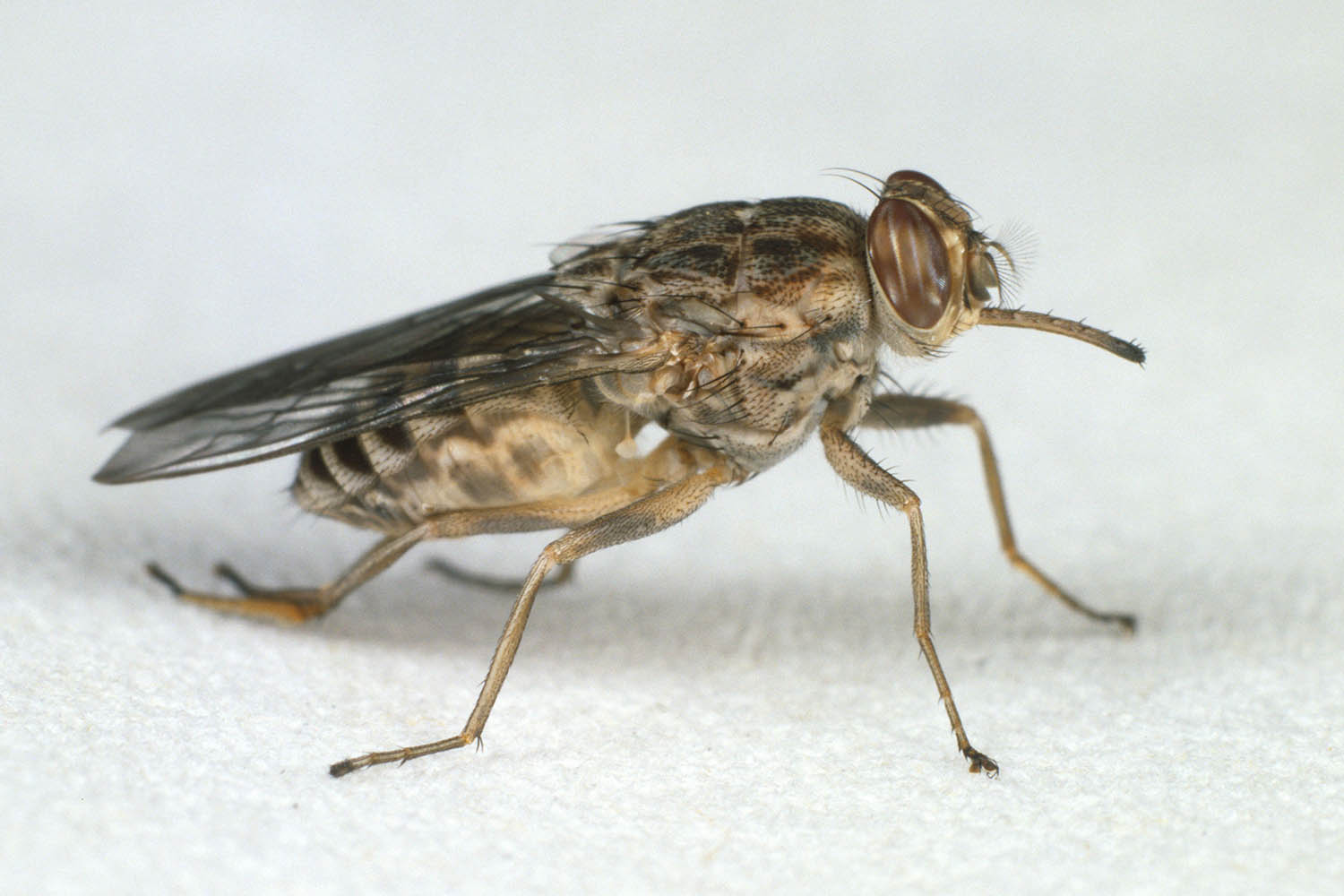 Simon Barnes: my week as a tsetse fly