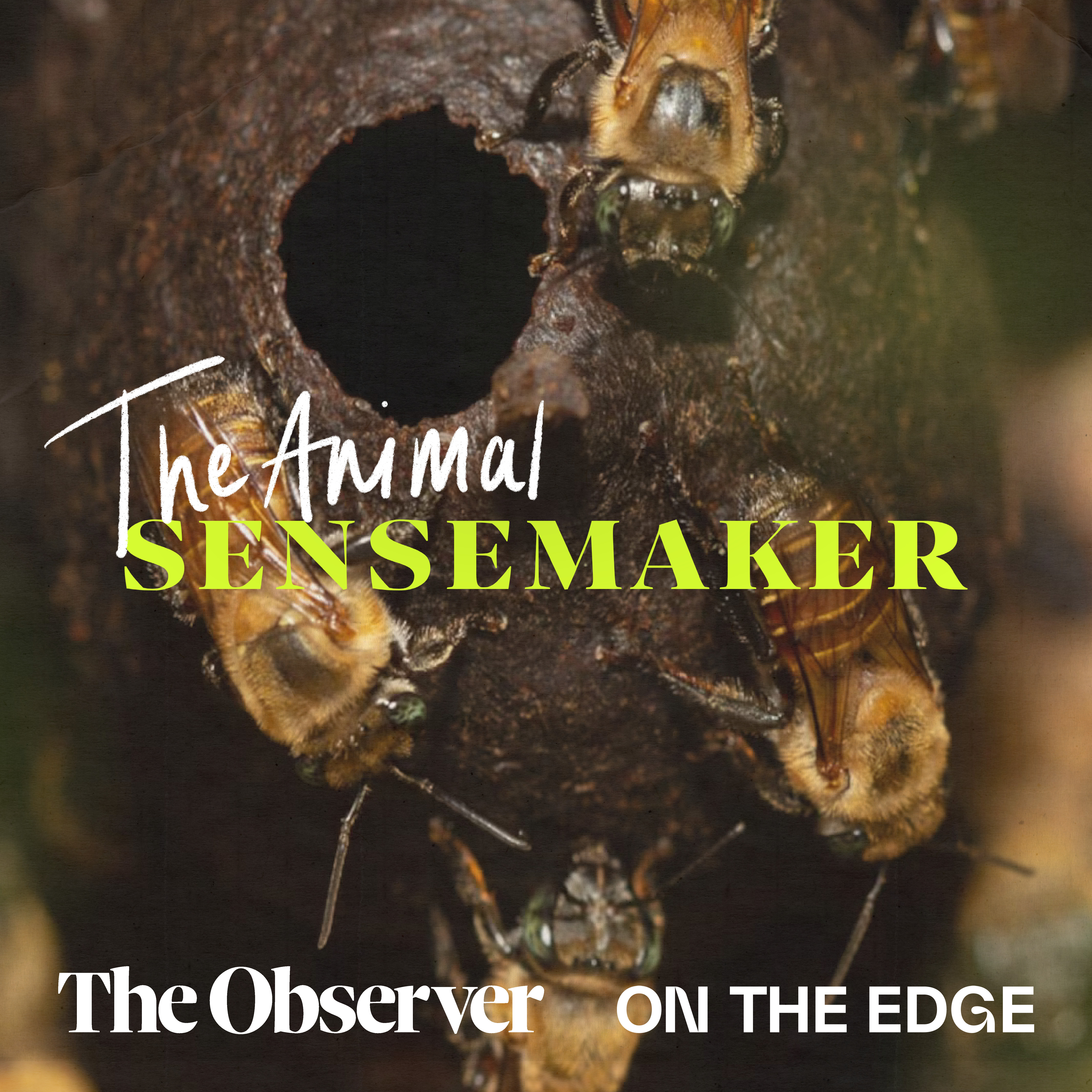 Stingless Bee: keeping the rainforest blooming