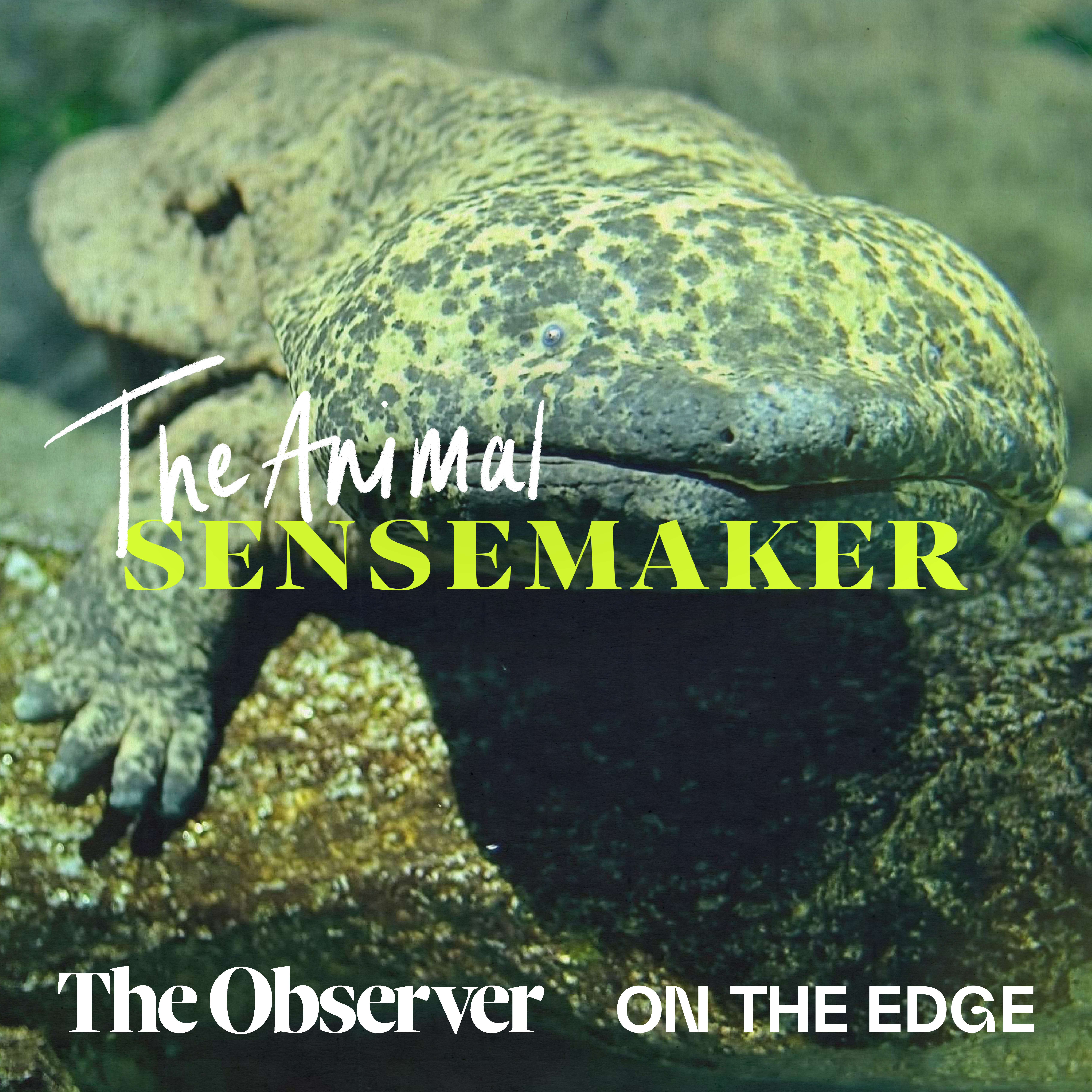 Chinese Giant Salamander: the living fossils