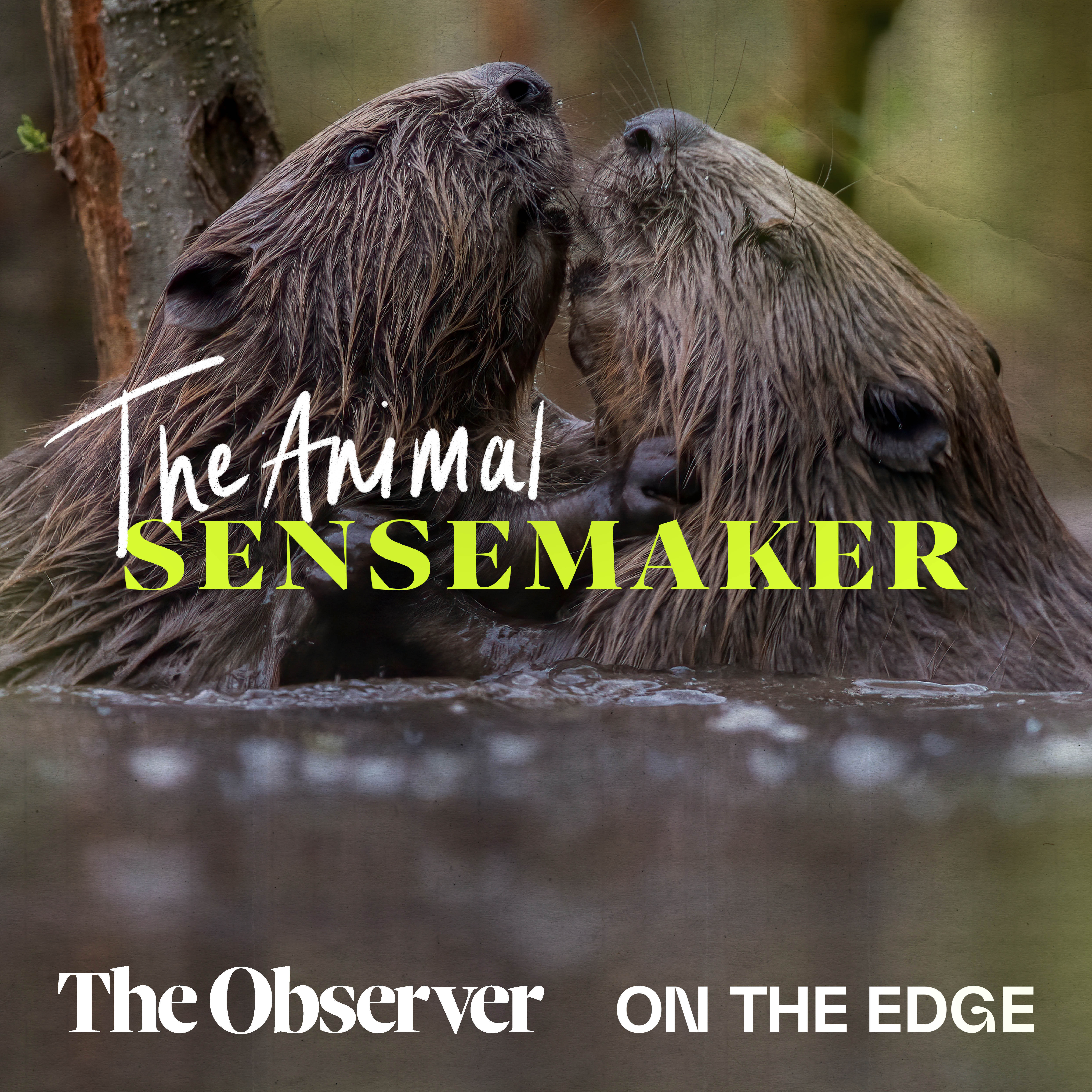 Beavers: waffle tails and river lodges