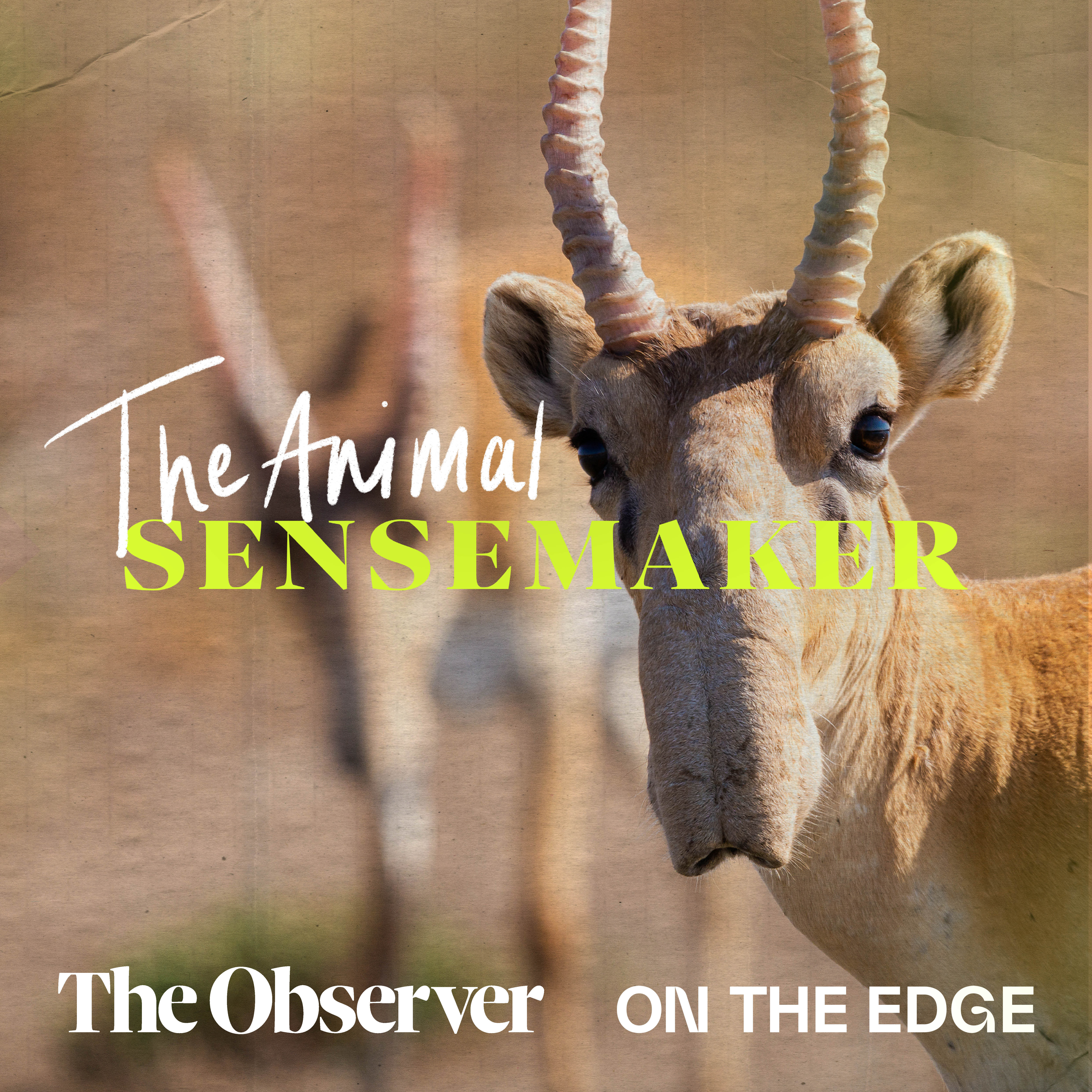 Saiga Antelope: humungous noses and countless comebacks