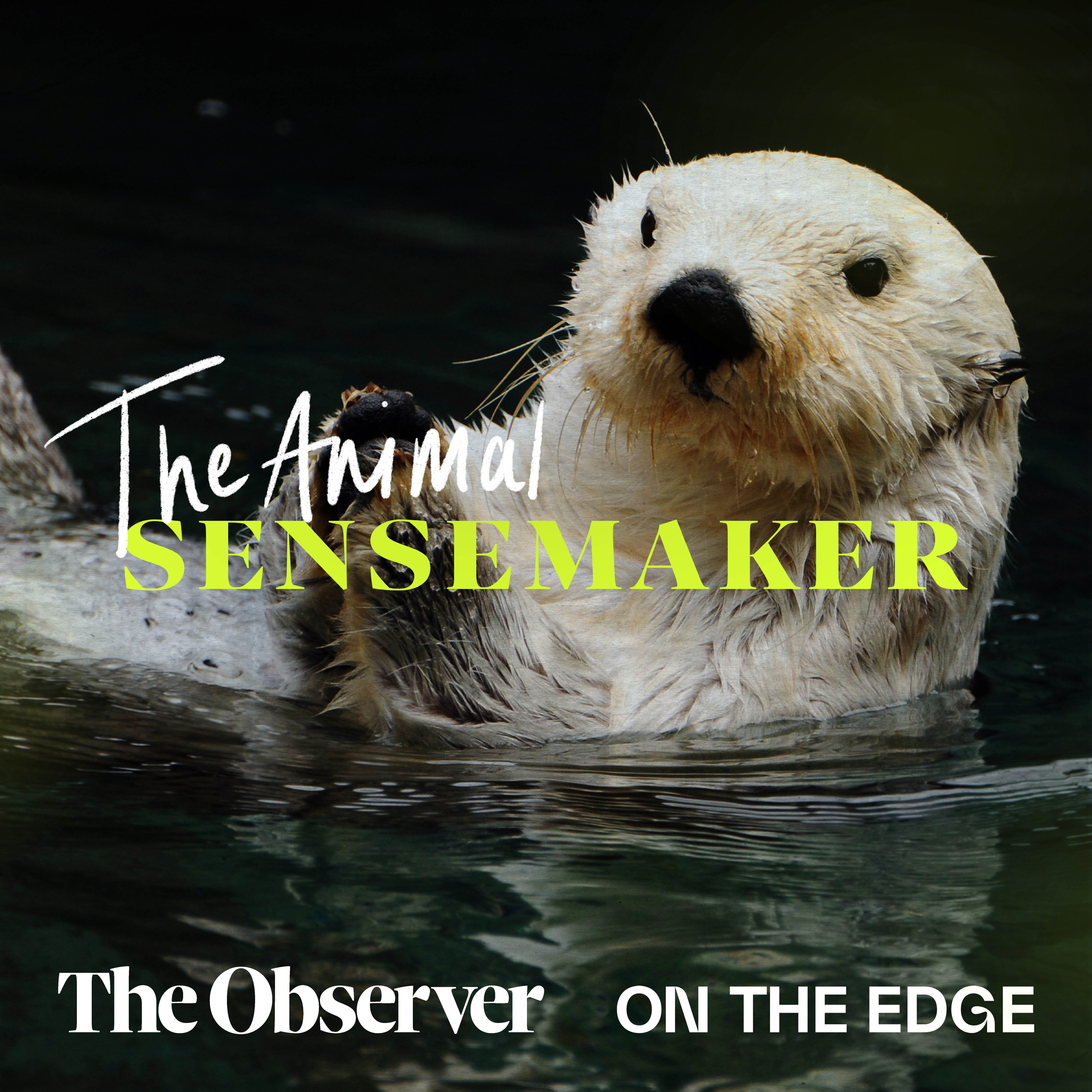Sea otters: favourite rocks and tummy tables