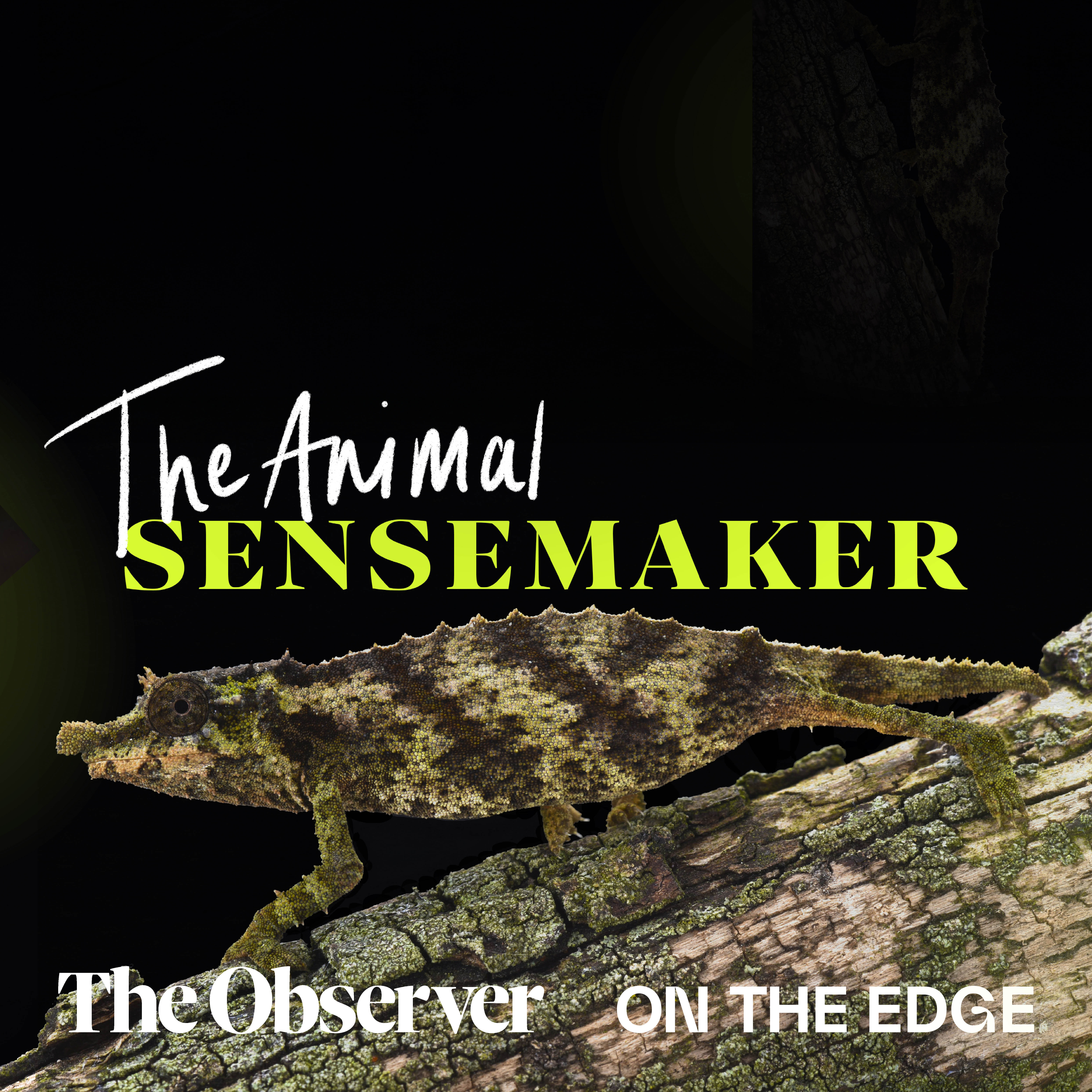Nguru pygmy chameleon: forest floors and fast tongues