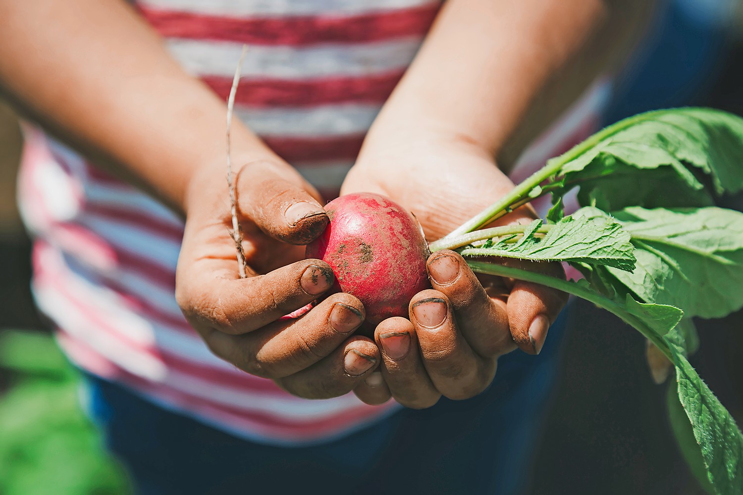 Growing your own veg can make you a bit self-satisfied