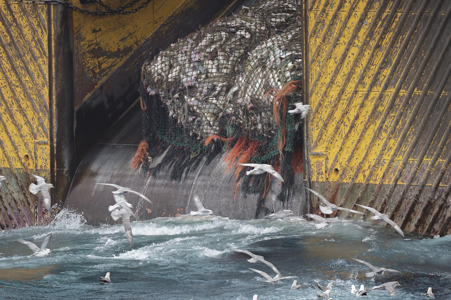 More than 80% of the Adriatic Sea has been scarred by bottom trawling