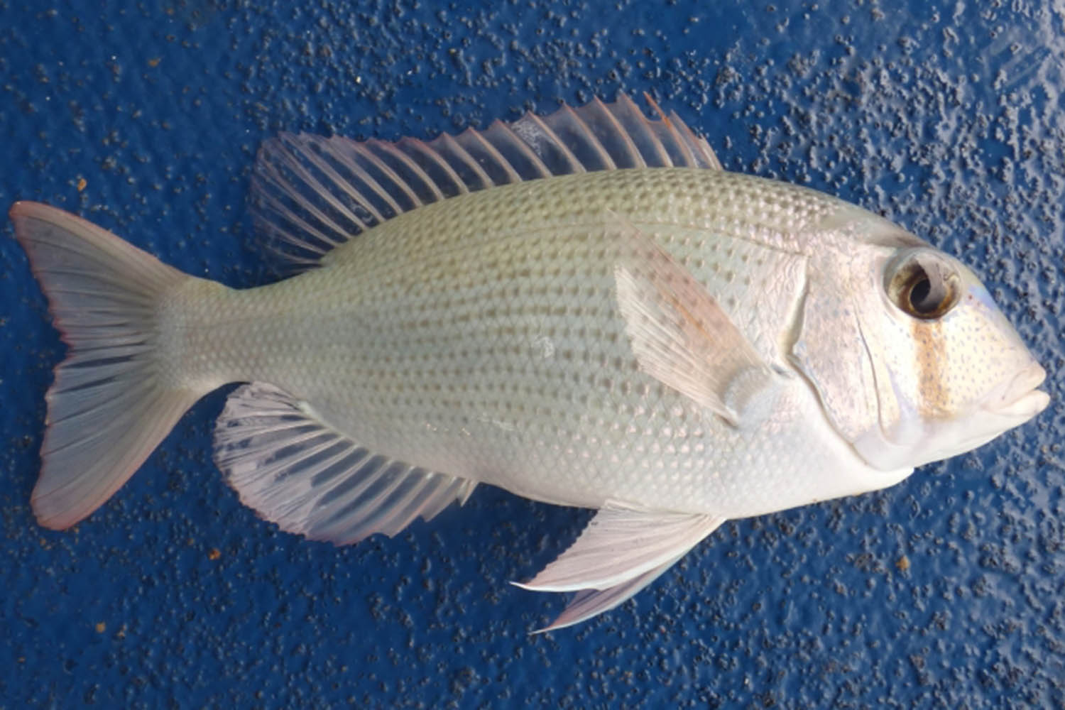 Bluespotted seabream are one of the species reported to be smaller than before