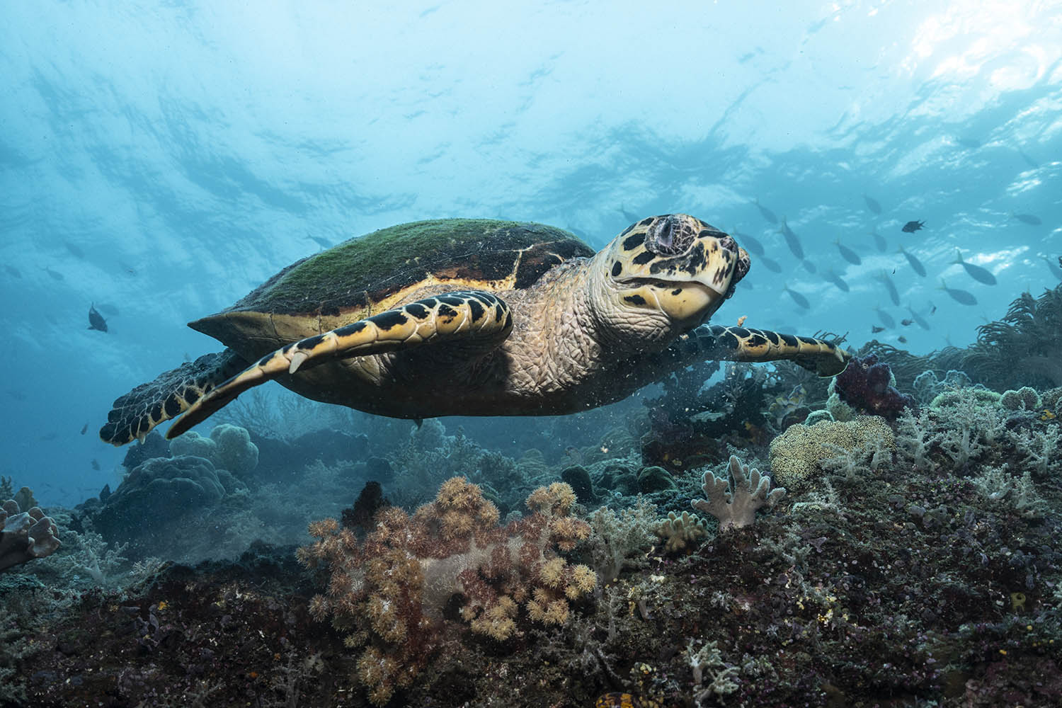Sea turtles, manatees and dolphins inhabitat the coastline of Ghana