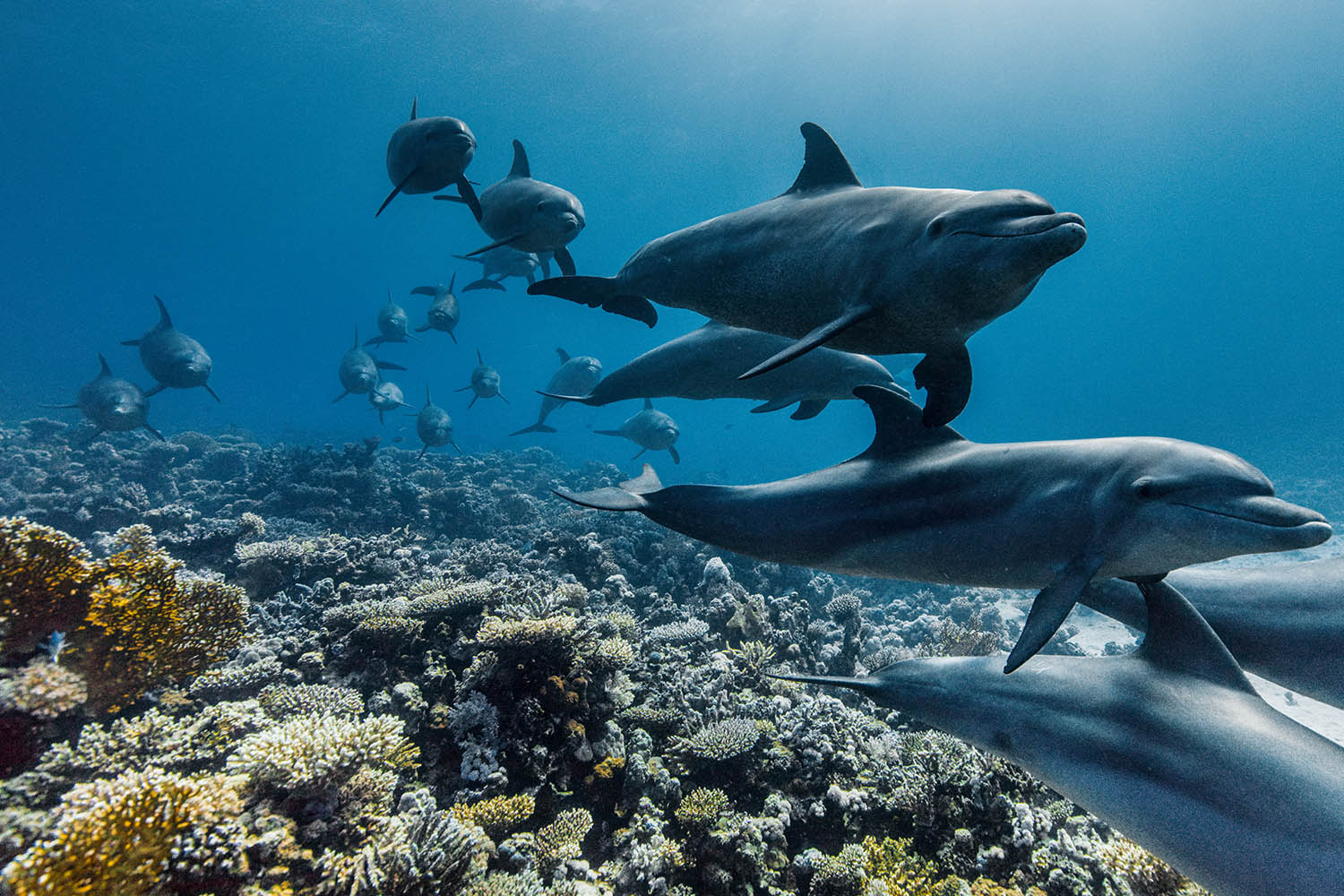 Film review: Attenborough’s deep dive reveals the pearls and perils of our oceans