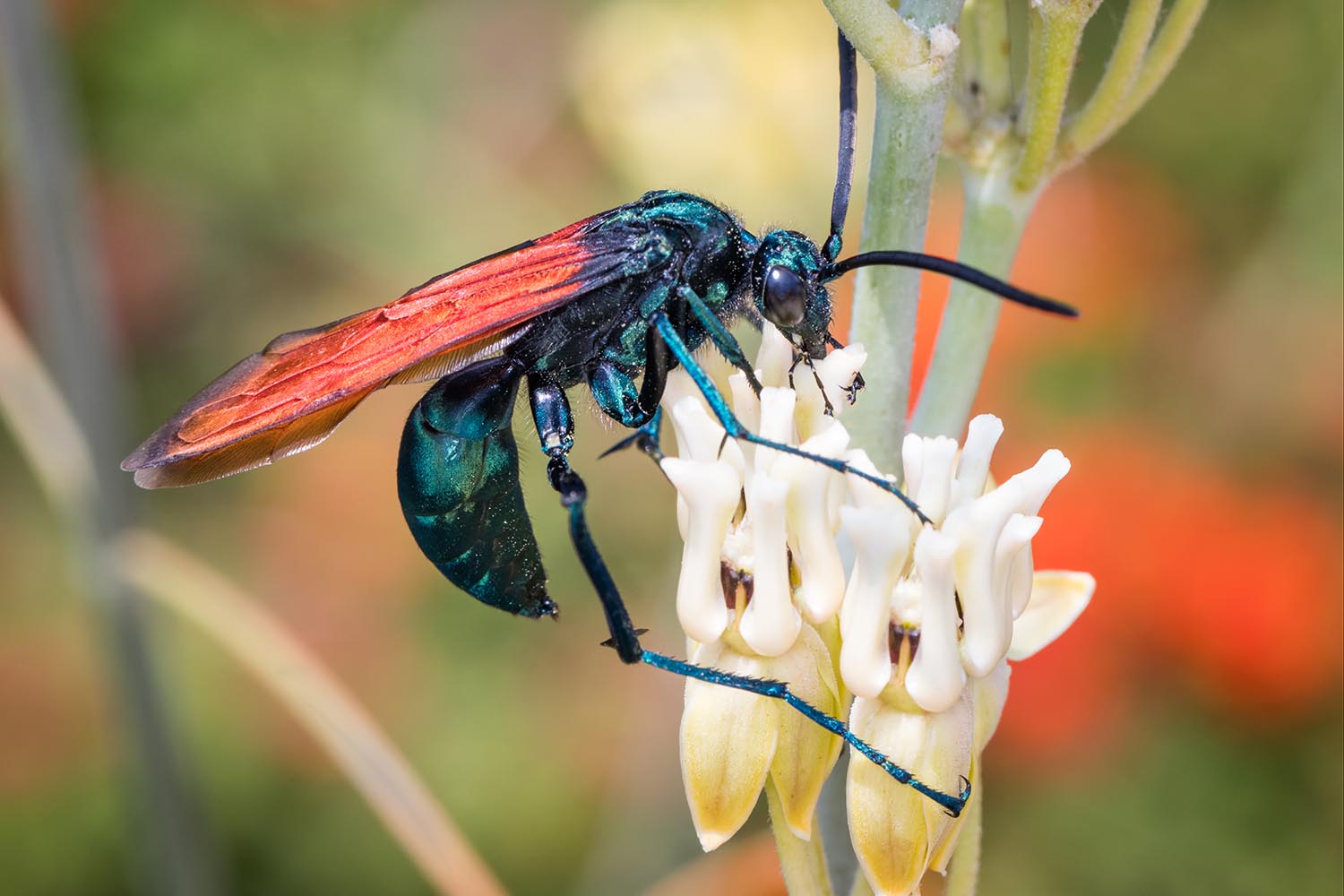 ‘Humans call me docile, though spiders have another view’: my week as a tarantula hawk
