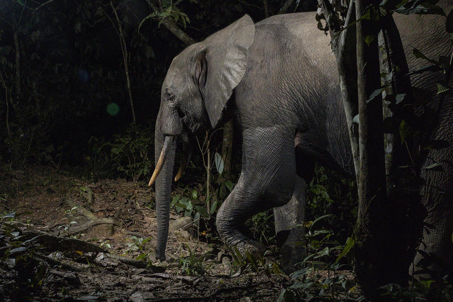 AI’s latest trick? Decoding the language of elephants