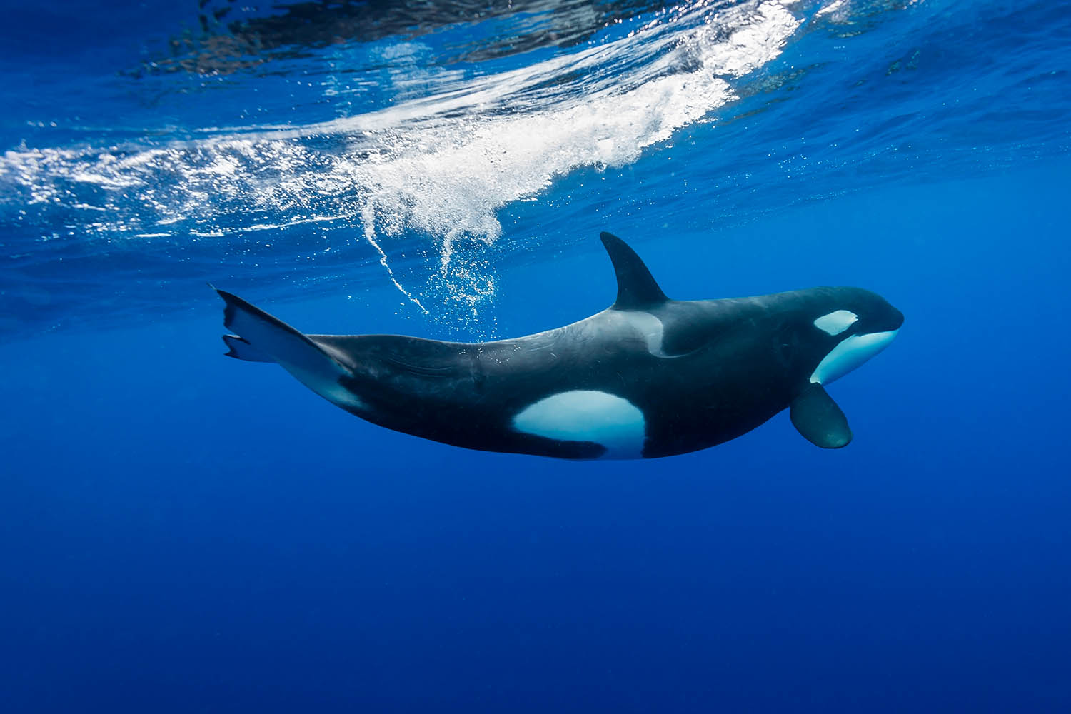 I may be a born killer, but I’ll never leave mum: my week as a resident﻿ orca