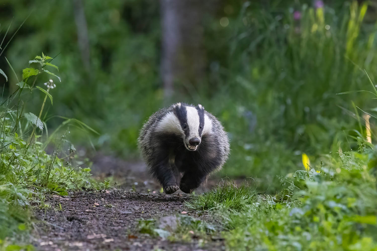 A perfect life of worms and cubs, ruined by irrational humans: my week as a badger