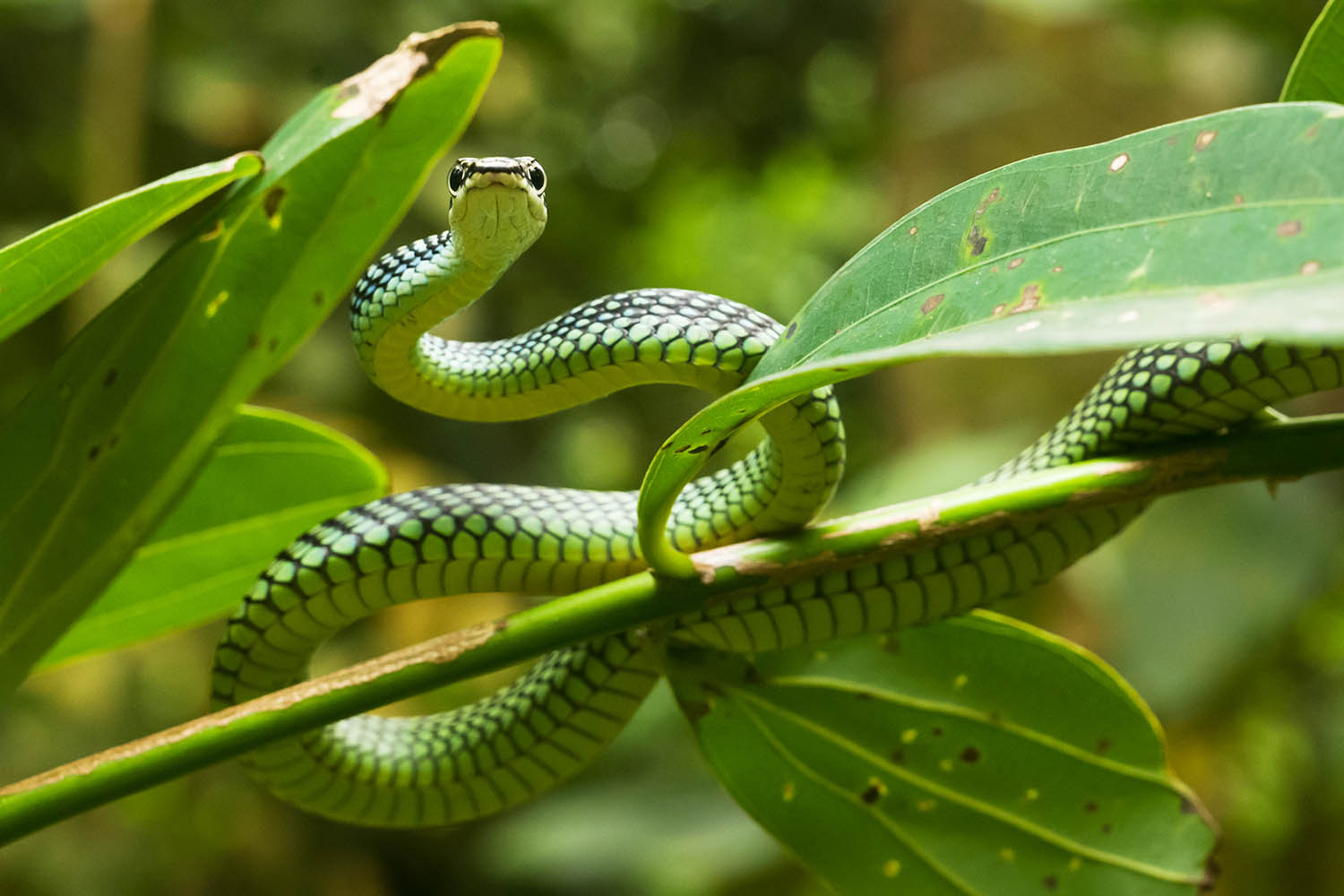 My week as a paradise tree snake