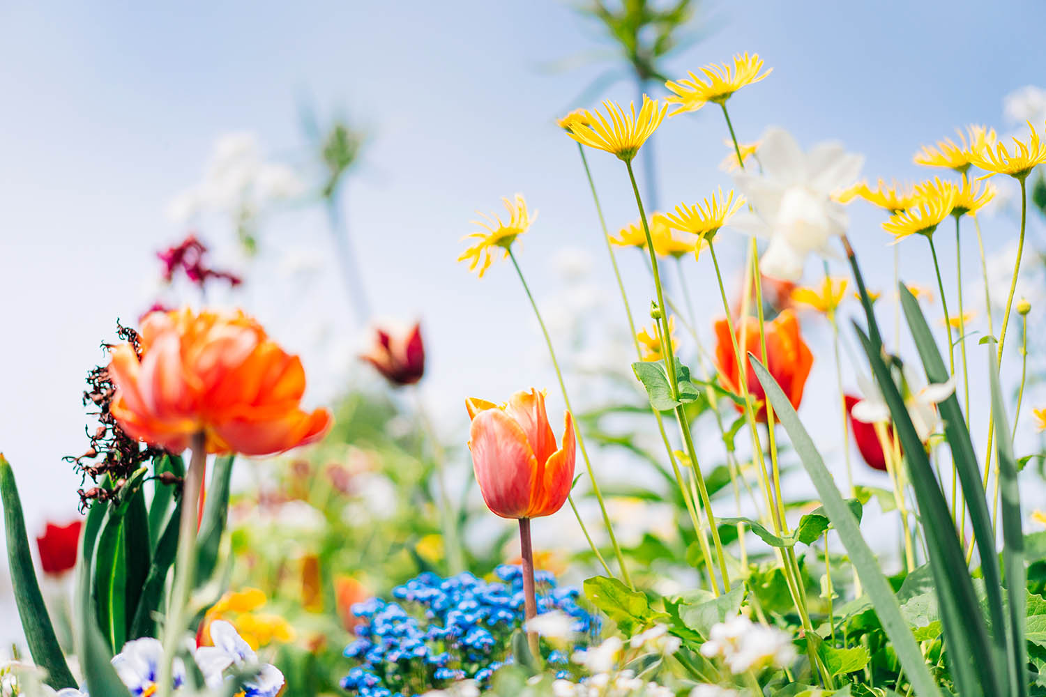 Georgi Gospodinov’s Death and the Gardener: an absurdist elegy