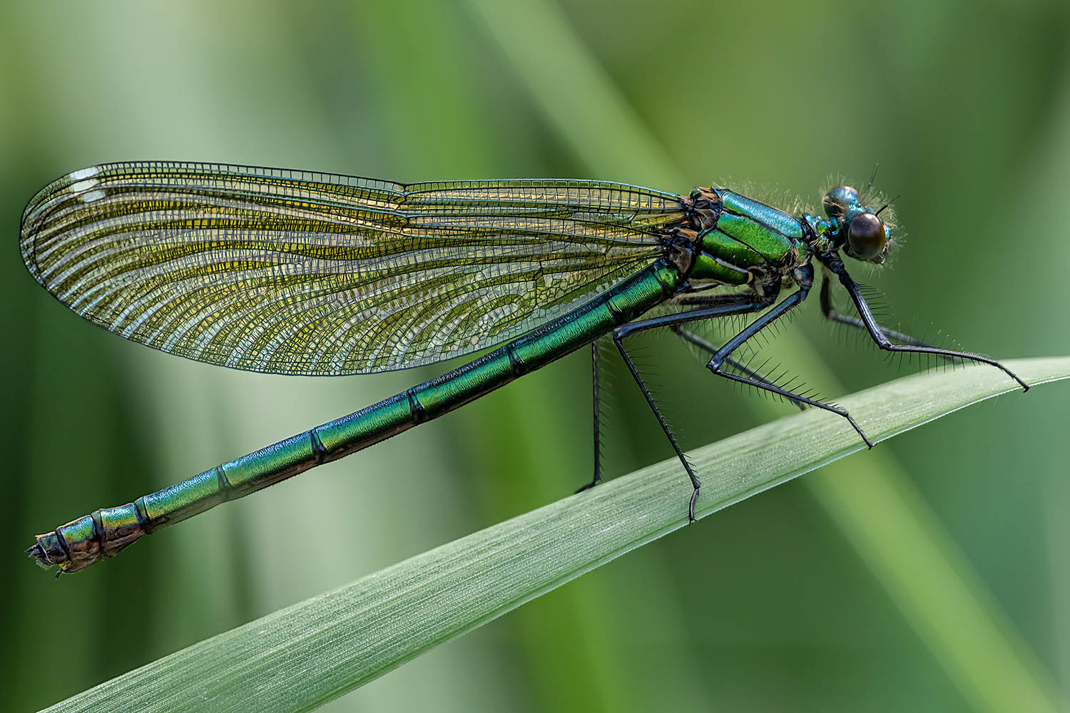 “Terror of the pond”: a week as an emperor dragonfly