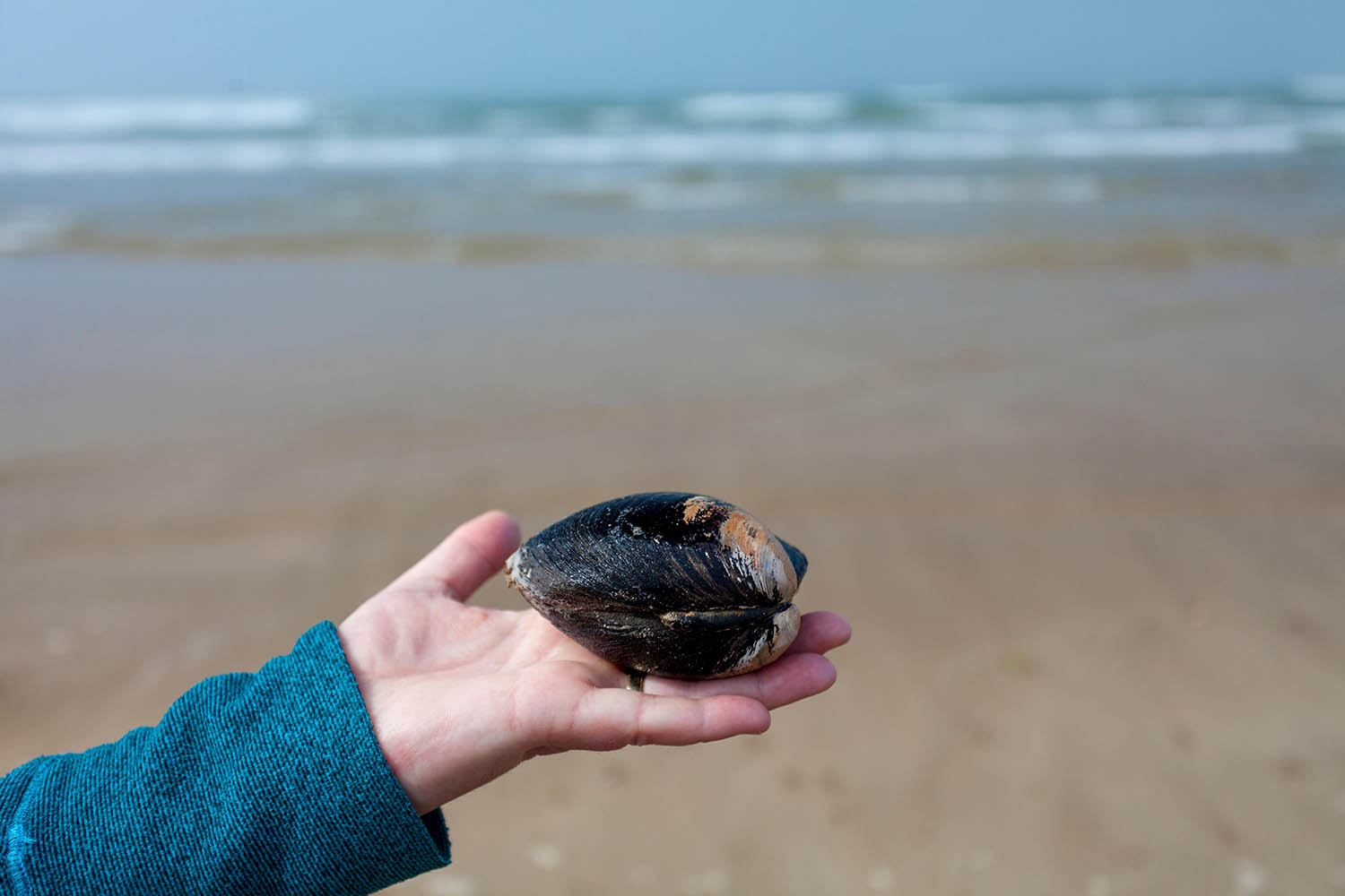 Move to save 500-year-old ocean quahogs with seabed trawling ban