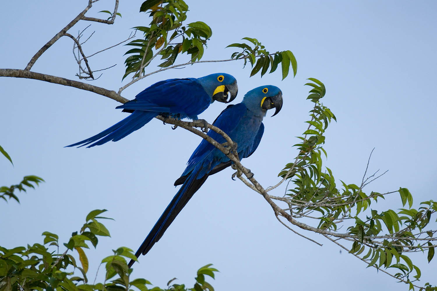 Breathtaking beauty and a beak that bends iron: my week as a hyacinth macaw