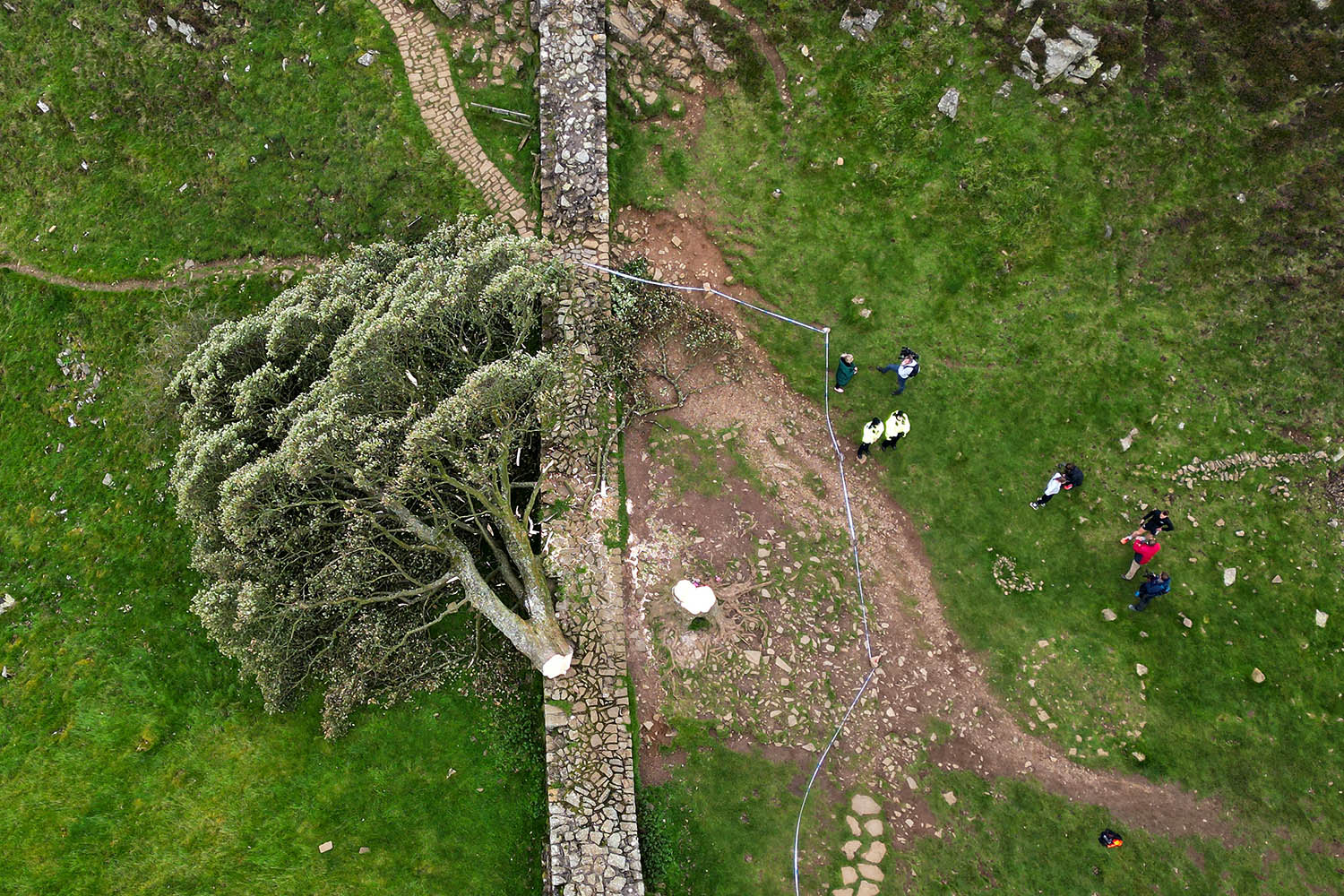 The Sycamore Gap sentencing: ‘they know not what they do’