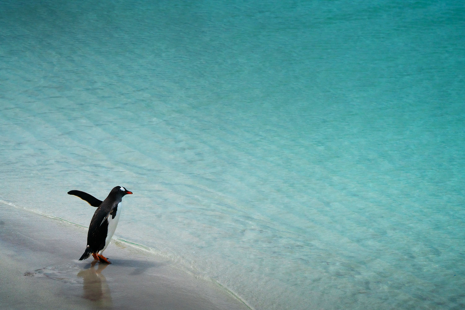 A penguin off the Falkland Isles prepares for a bracing dip