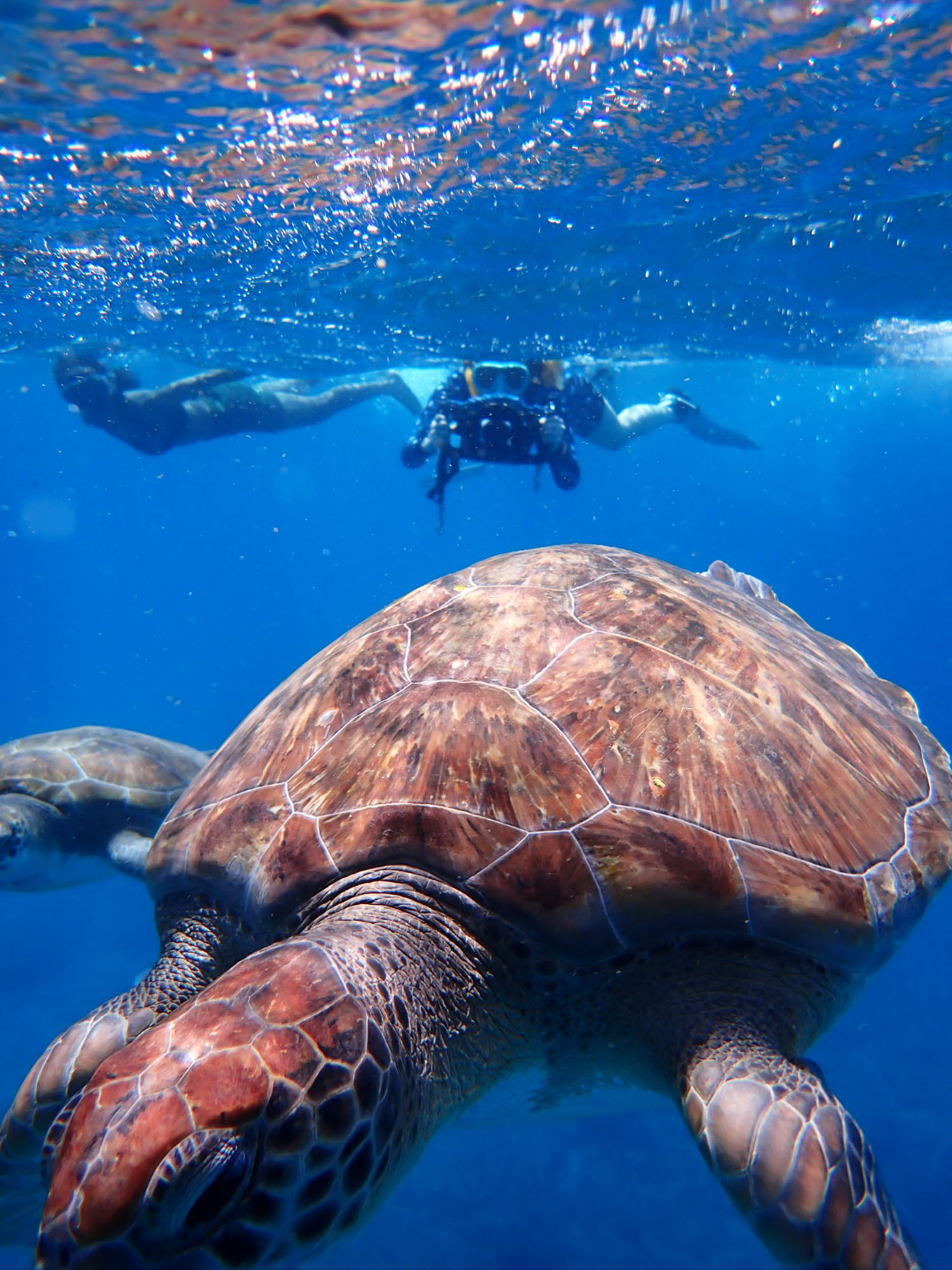 Close encounters with a giant turtle