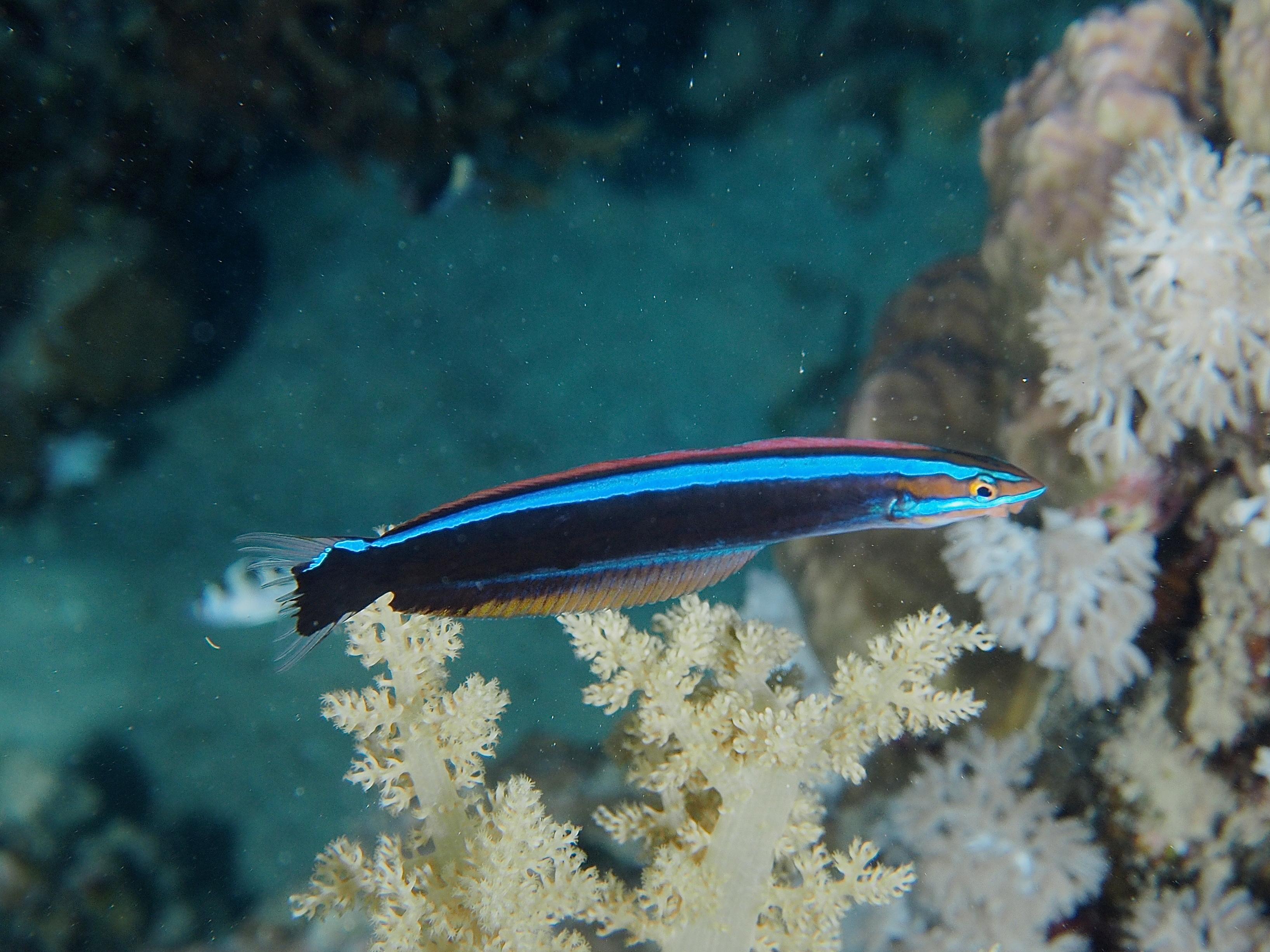 My week as a false cleanerfish