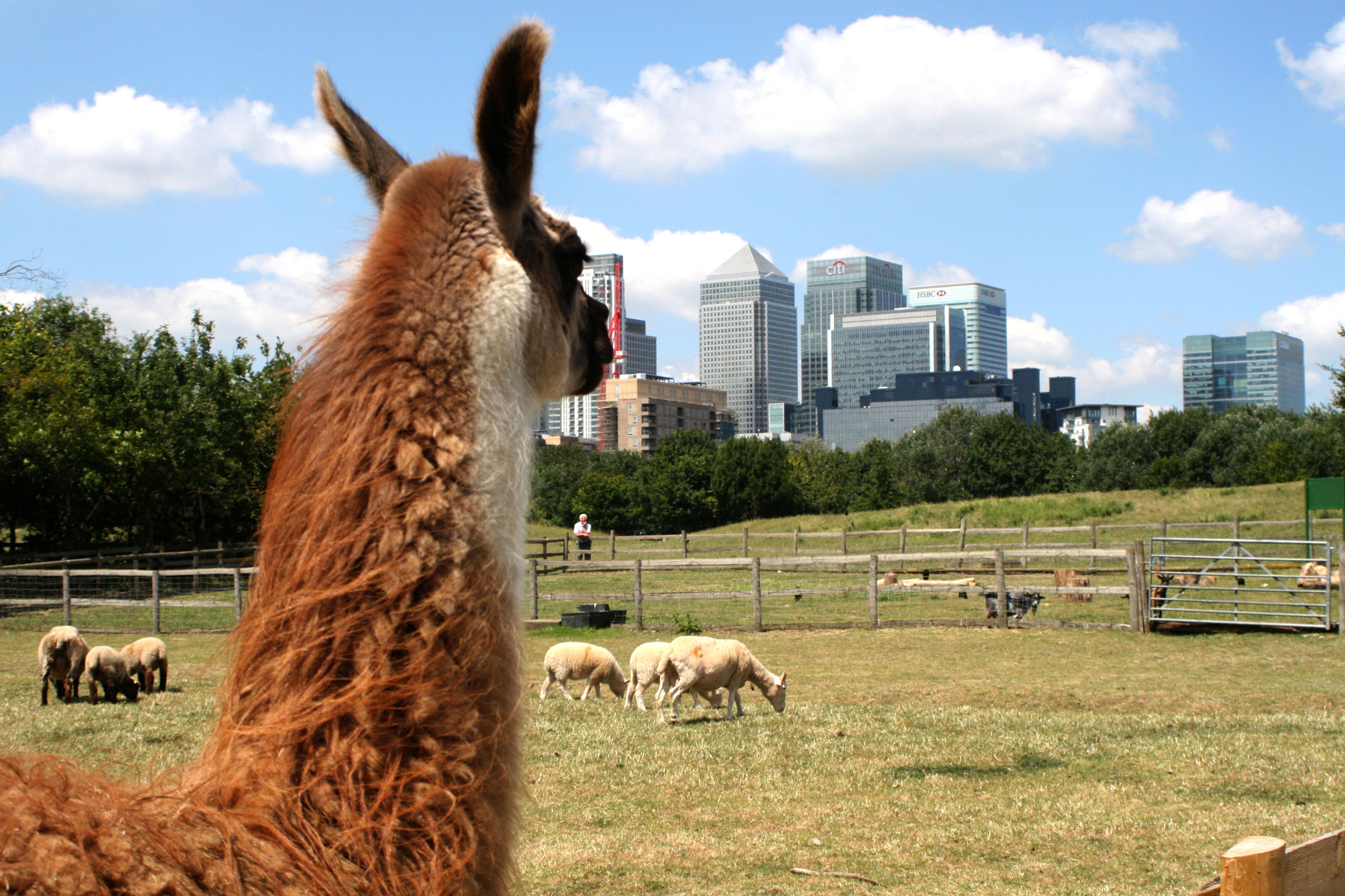 ‘The kids went to a city farm to… ride go-karts?’