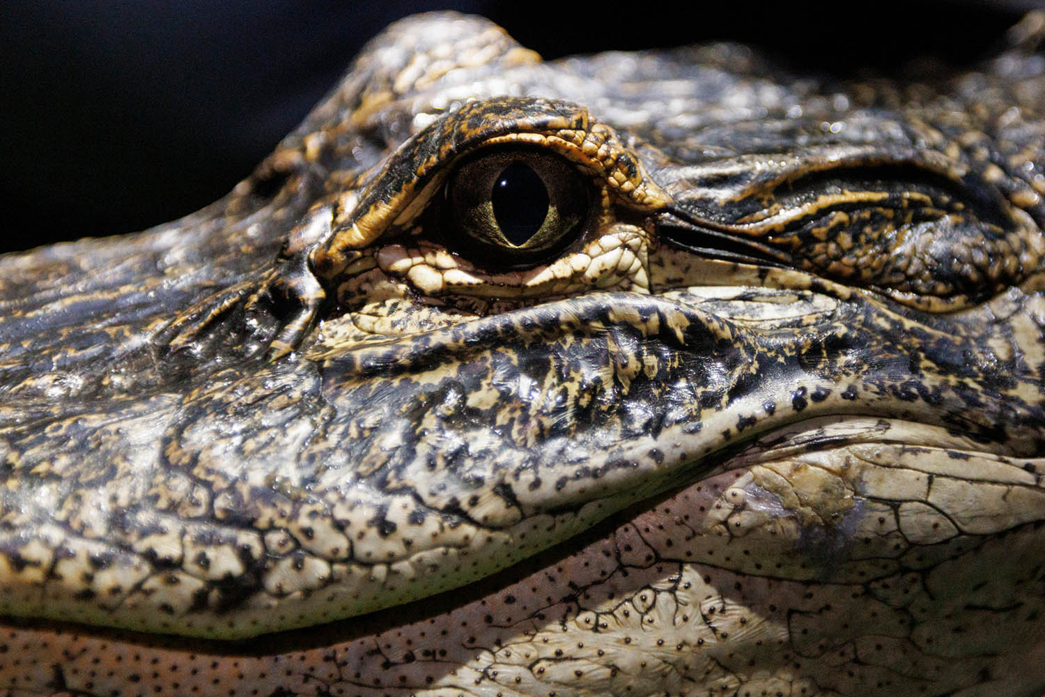 ‘We don’t need no sivilizing’: my week as an American alligator