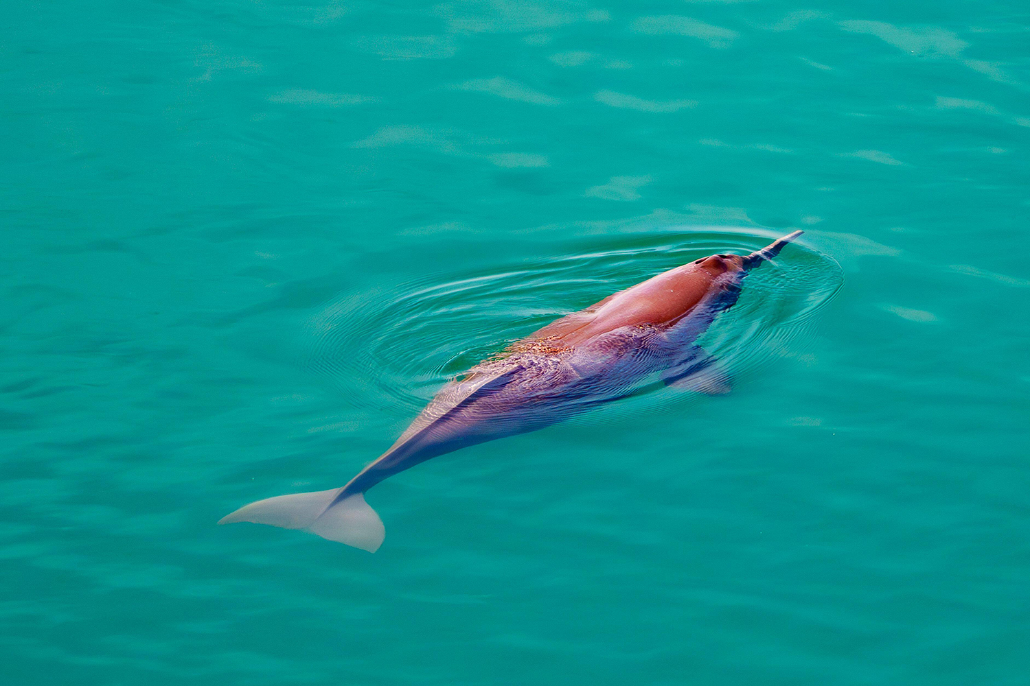 ‘I don’t see the world, I hear it’: My week as a Ganges river dolphin