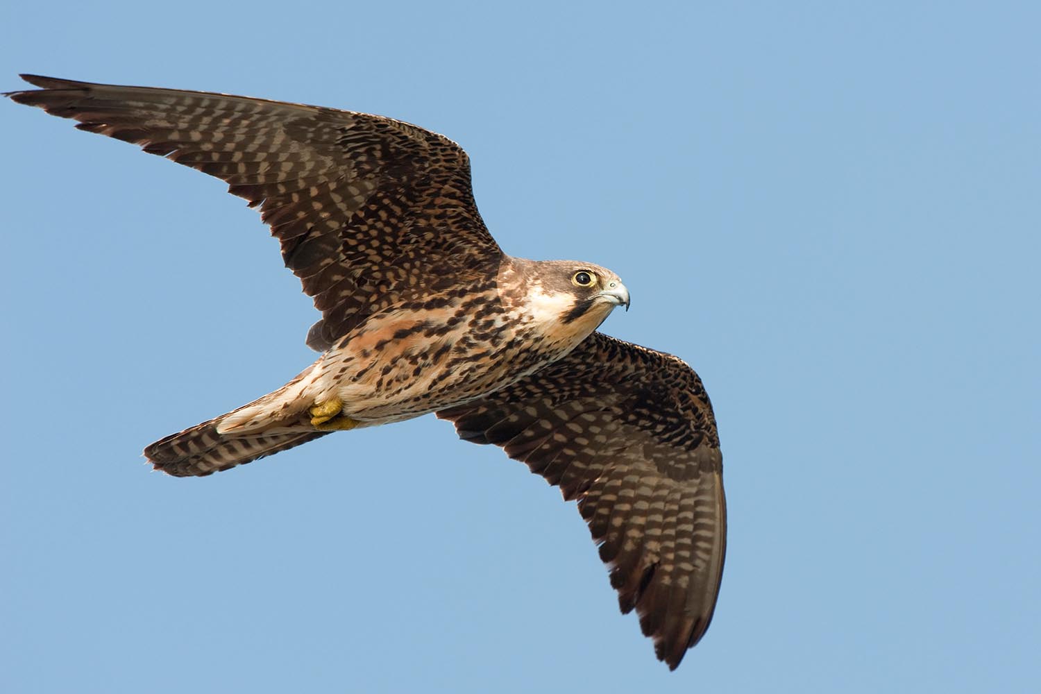 ‘I can fly the pants off any songbird’: my week as an Eleonora’s falcon