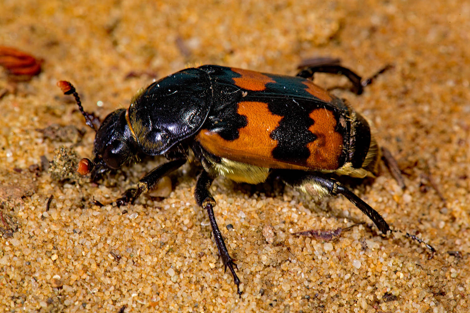 ‘As undertakers we are fastidious’ – my week as a vespillo burying beetle