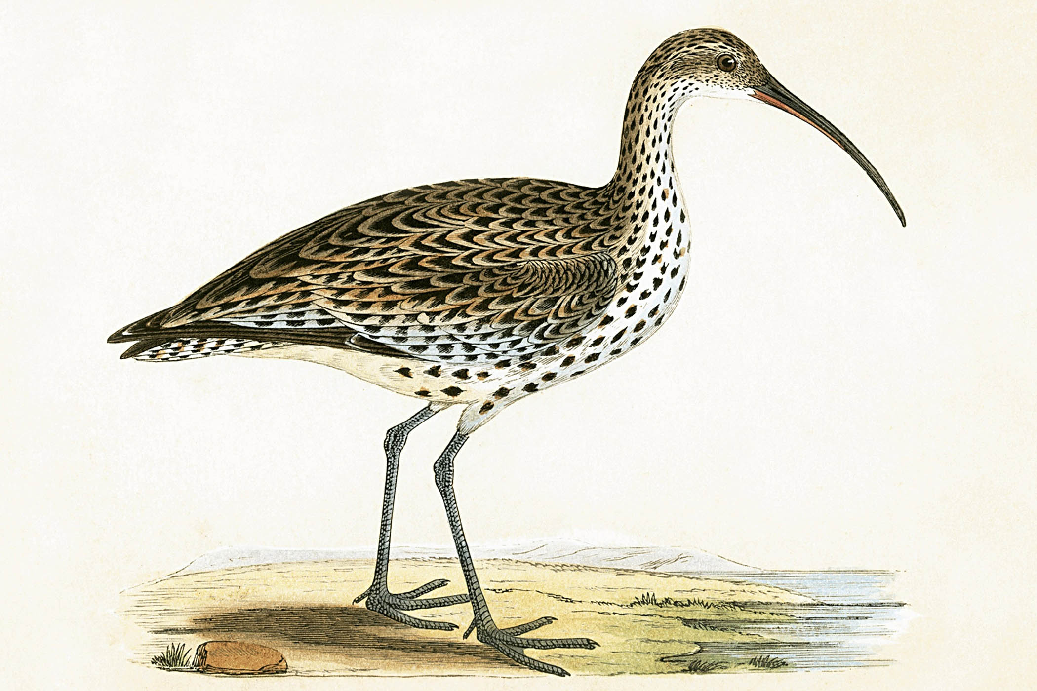 Why we should all mourn the slender-billed curlew