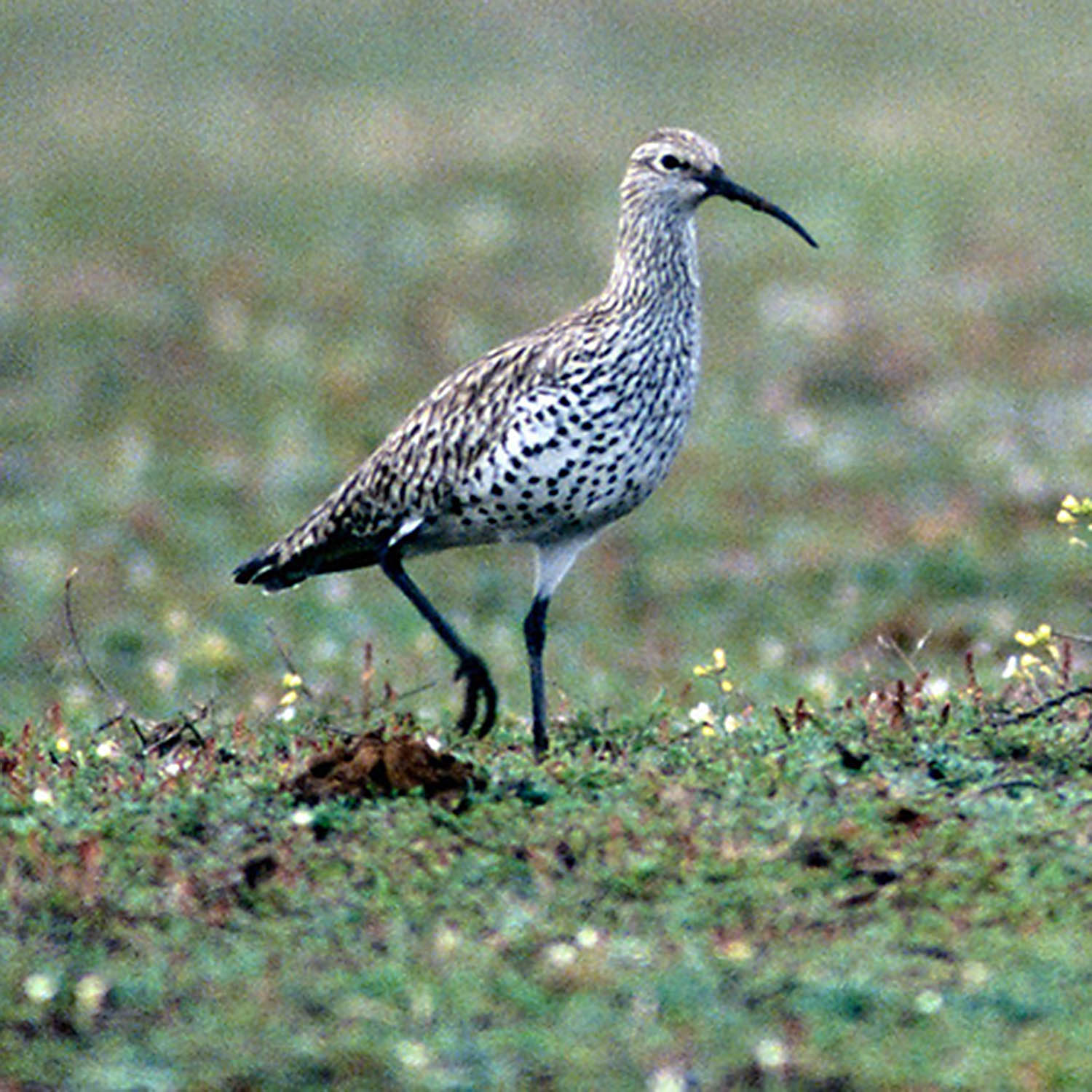 The last photograph of the slender-bill, taken in Merja Zerga, Morocco