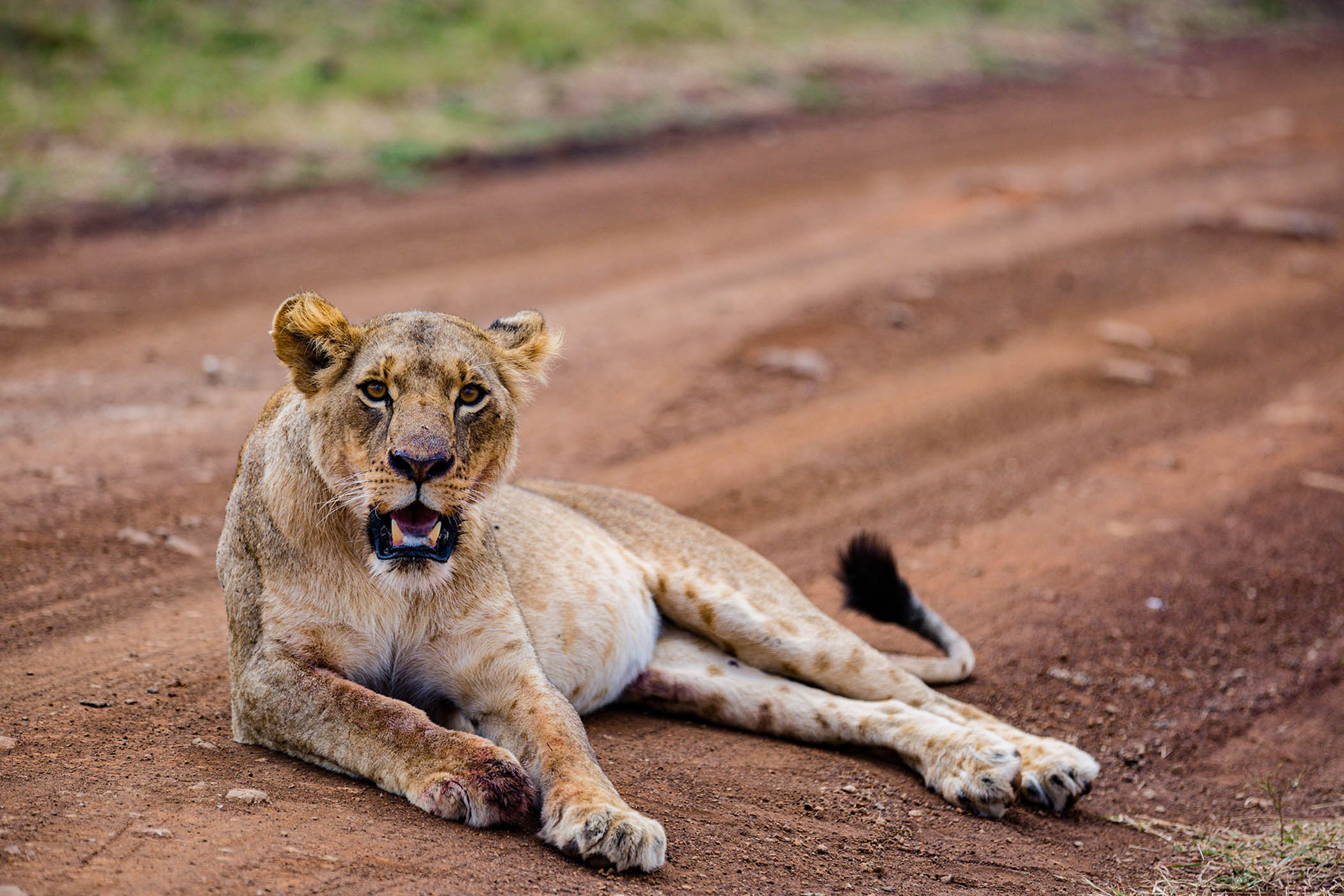 Family, food and sex: my week as a lion