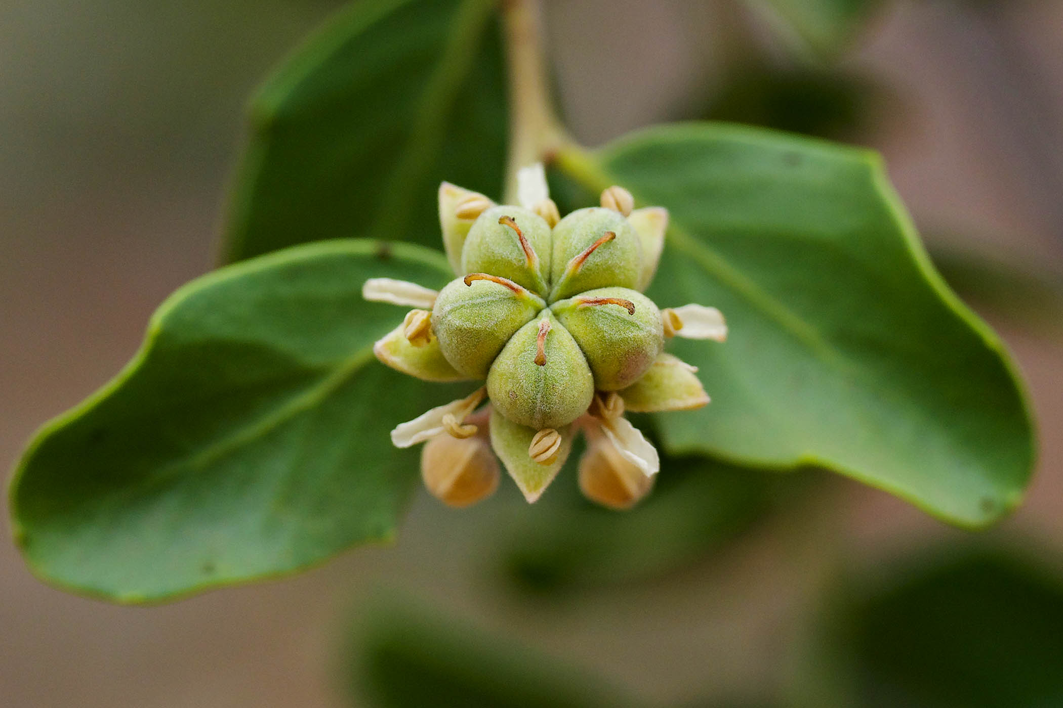 Botanists unlock the Chilean medical marvel that Charles Darwin missed