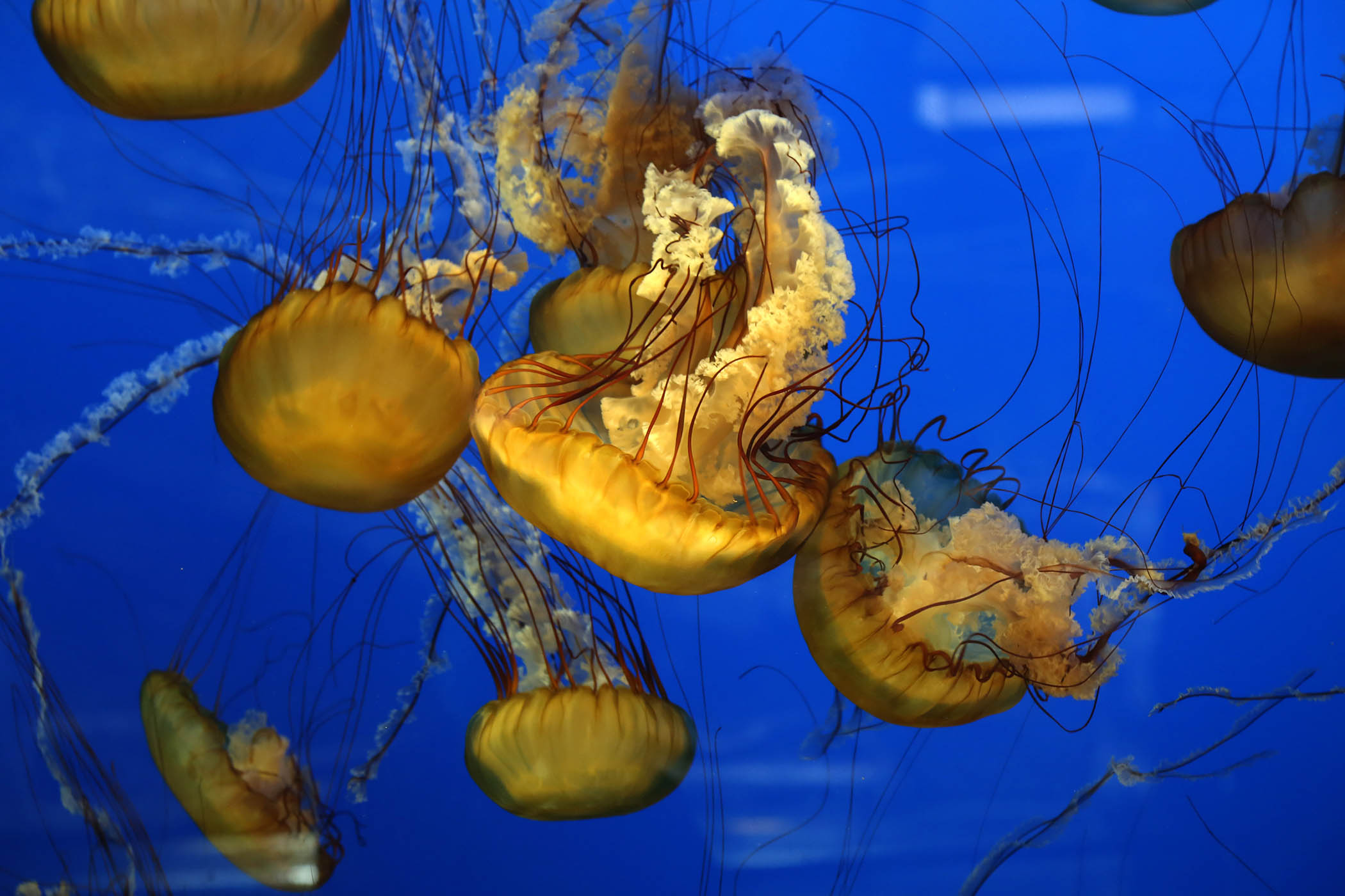 ‘I had offspring long before I had sex’: my week as a Lion’s mane jellyfish