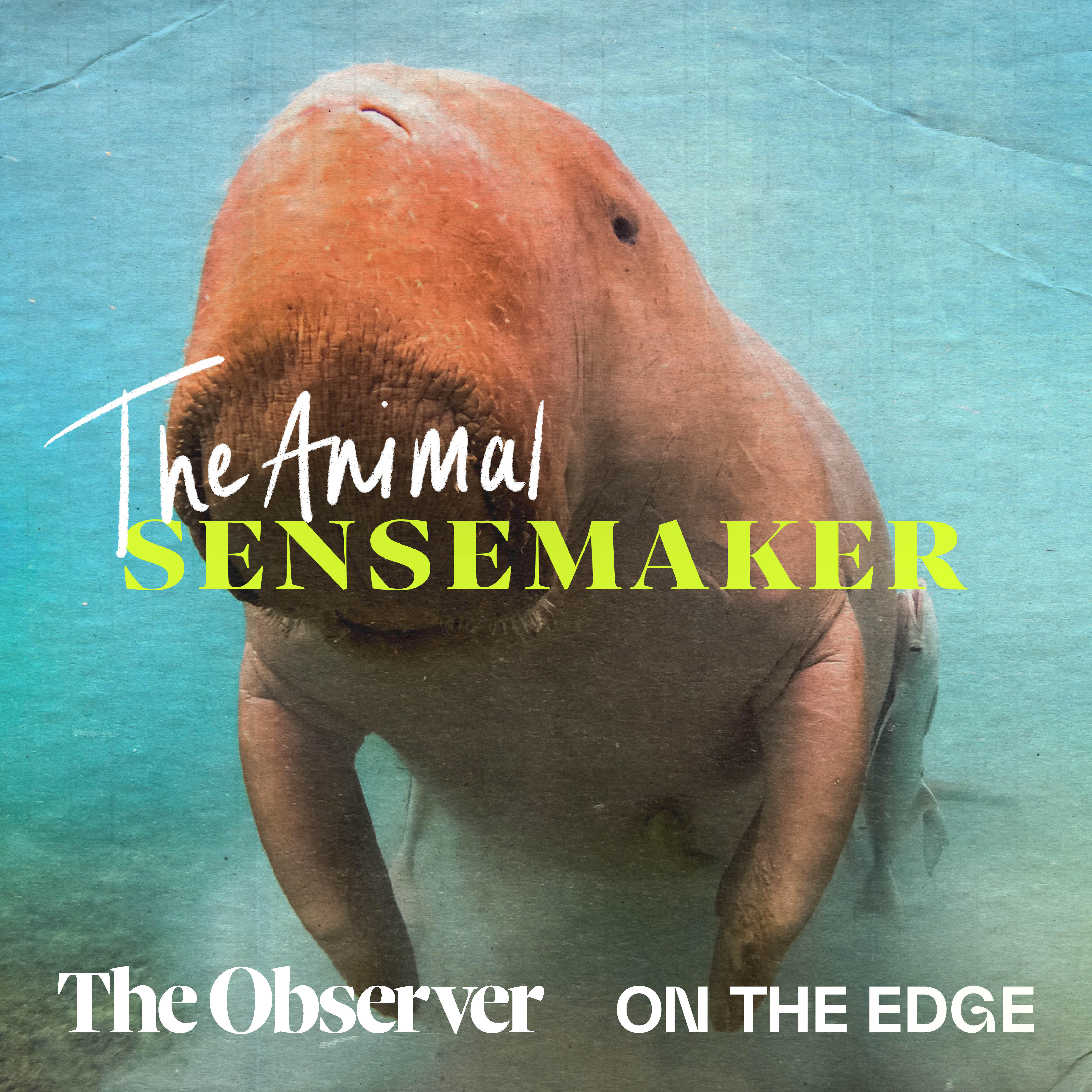 Dugong: seagrass and karaoke bars