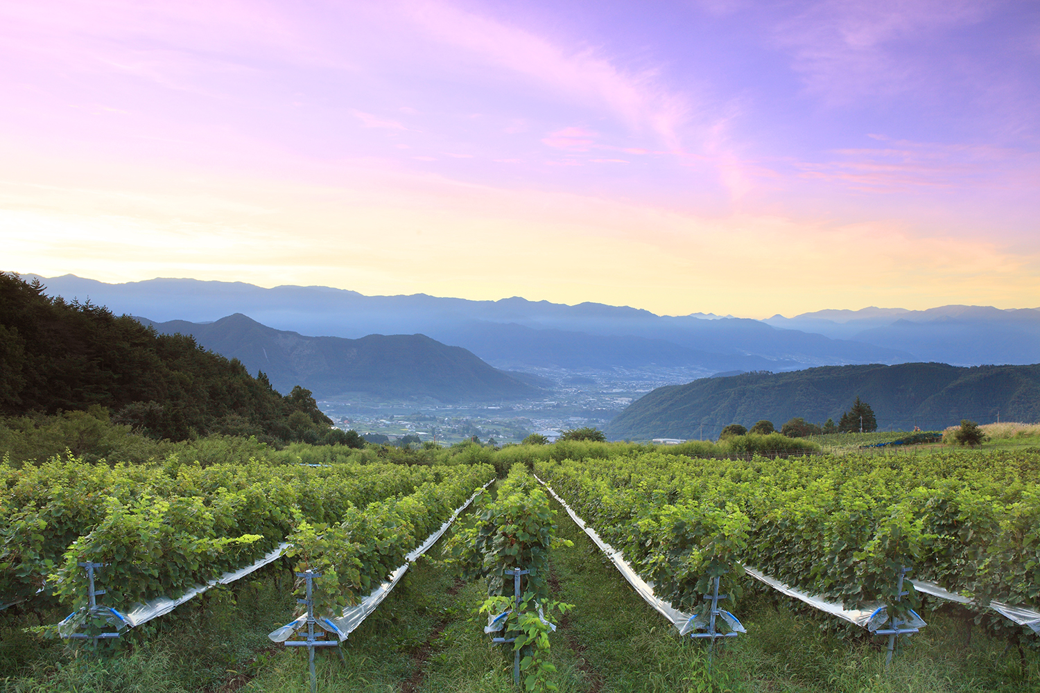 No fear, new terroirs are here