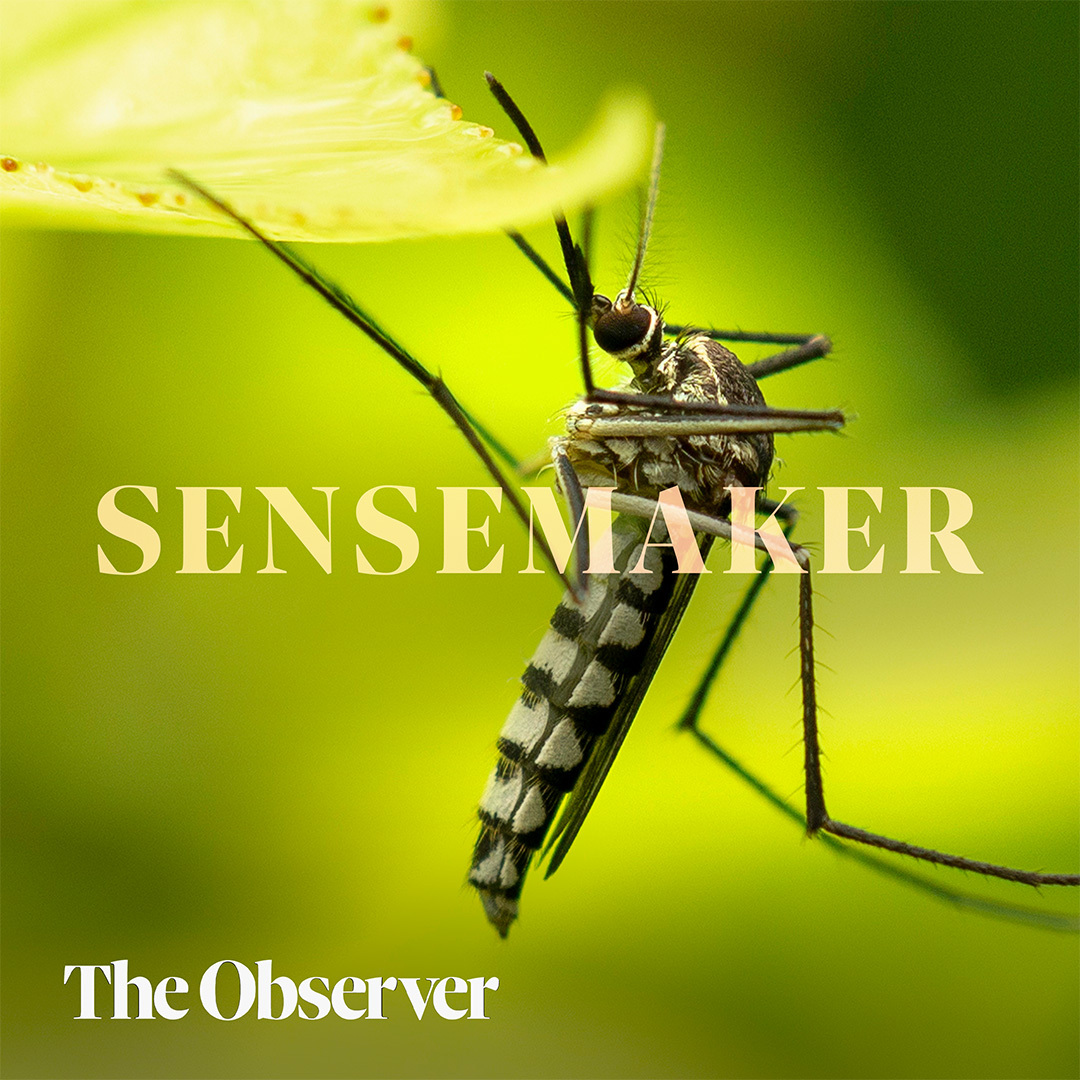 How do you fight mosquitos with mosquitos?