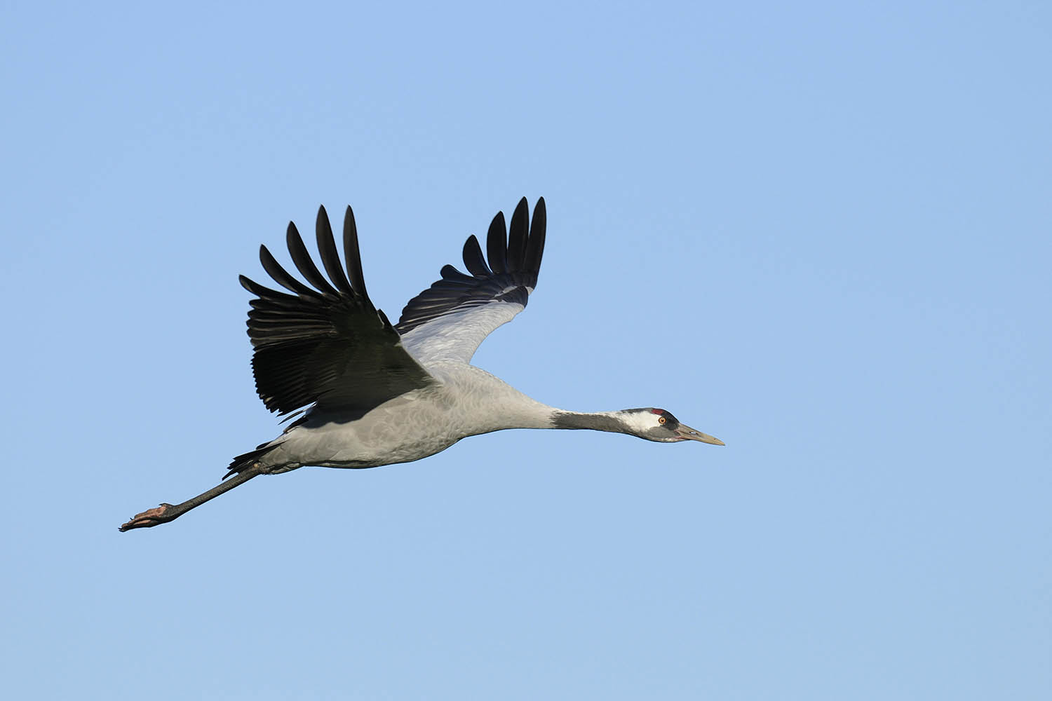 After a 500-year absence, we’re dancing our way back into Britain: my week as a crane
