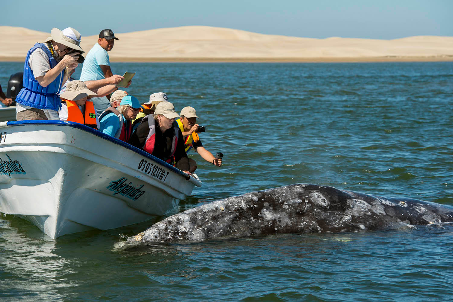 Whales fall prey to silent killers