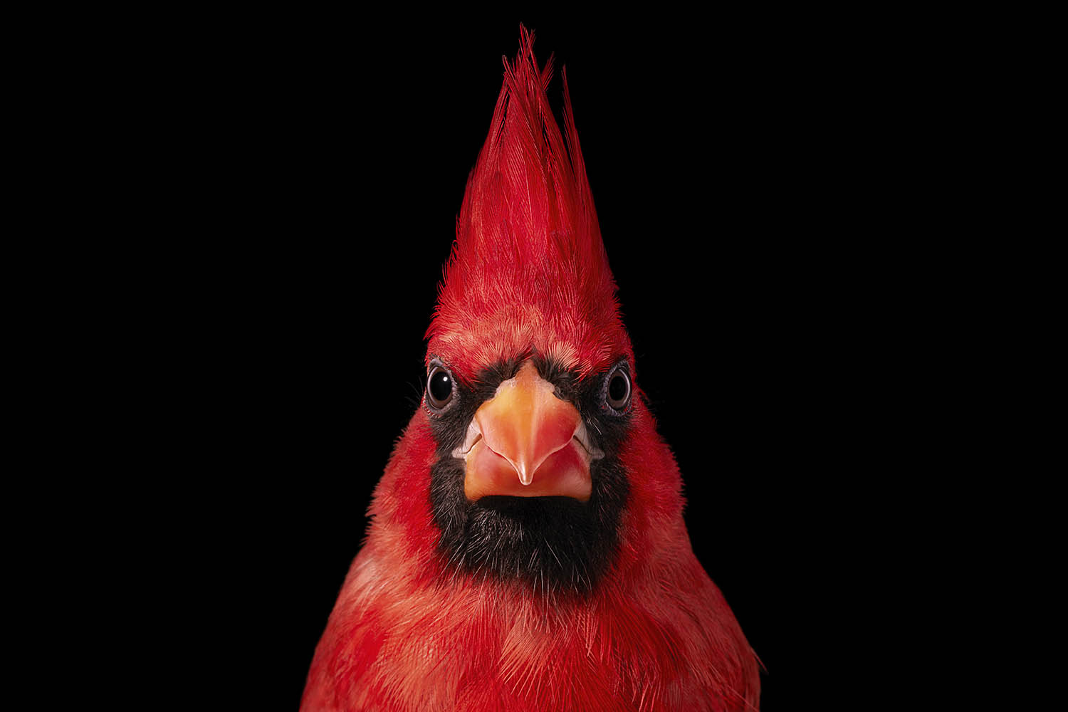 The big picture: Tim Flach’s angry bird