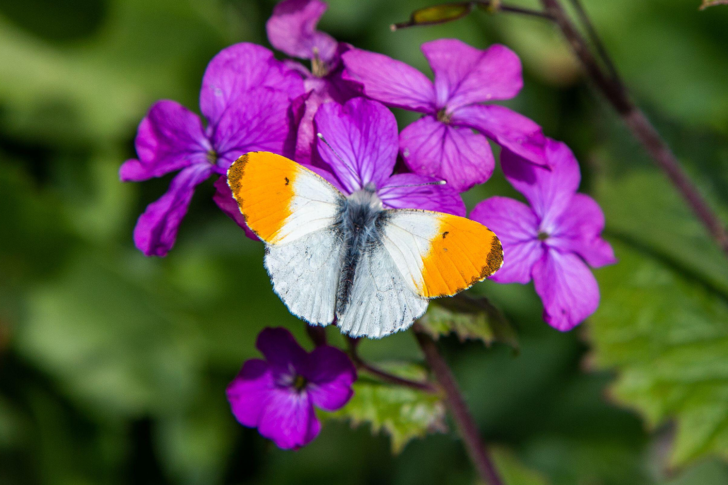 ‘Wait for the sun. Hope to survive’: my week as an Orange-tip butterfly